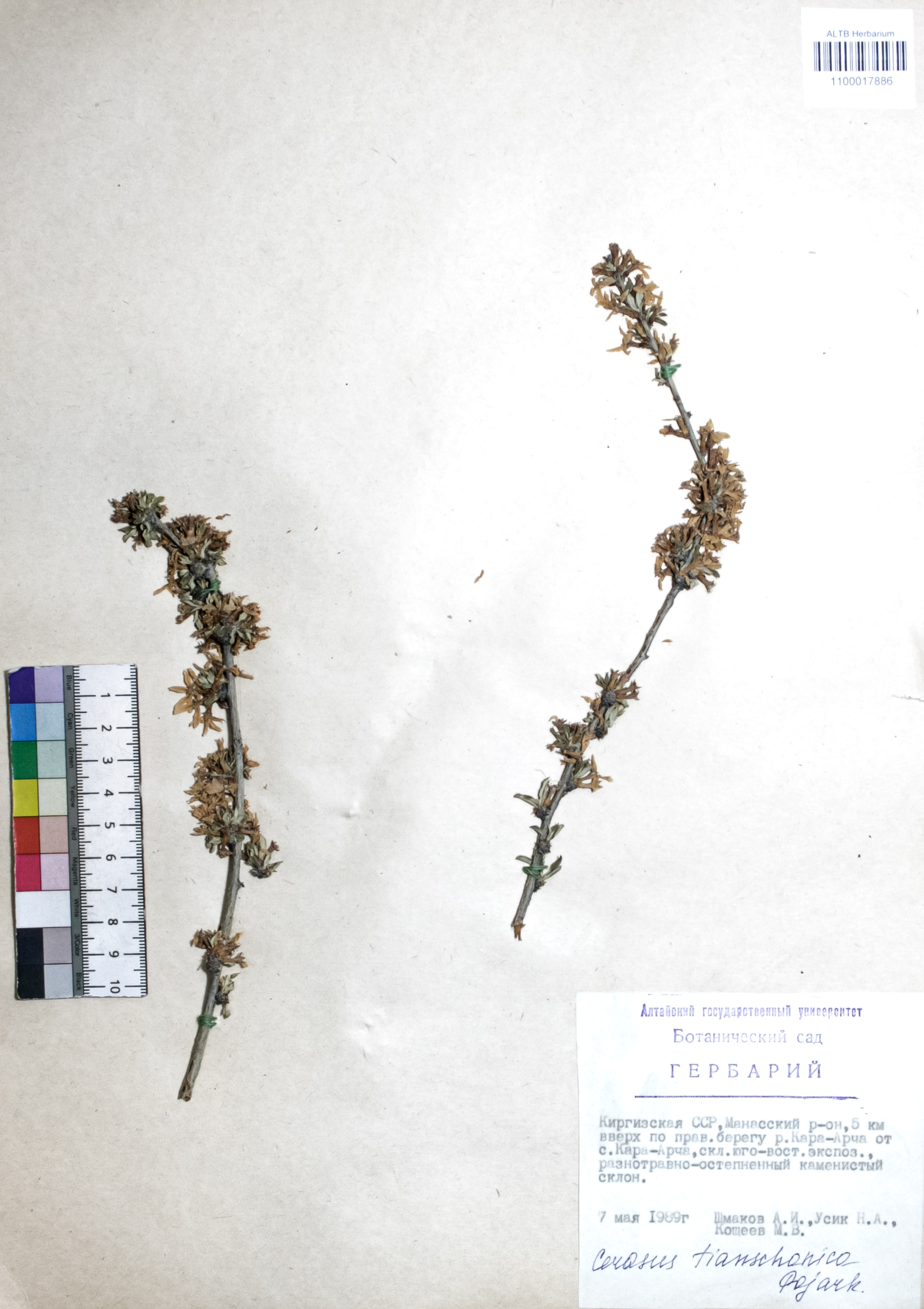 Cerasus tianschanica Pojark. 