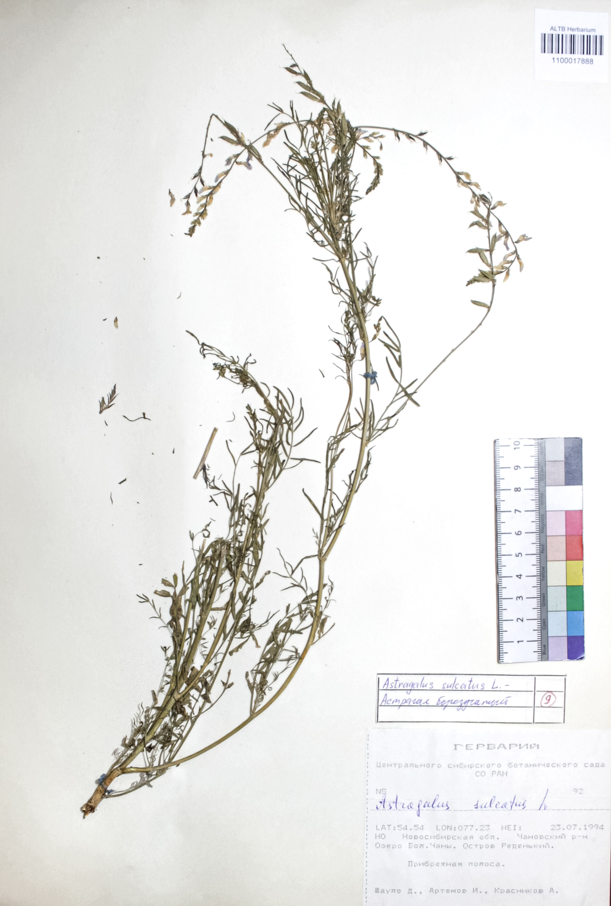 Astragalus sulcatus L.
