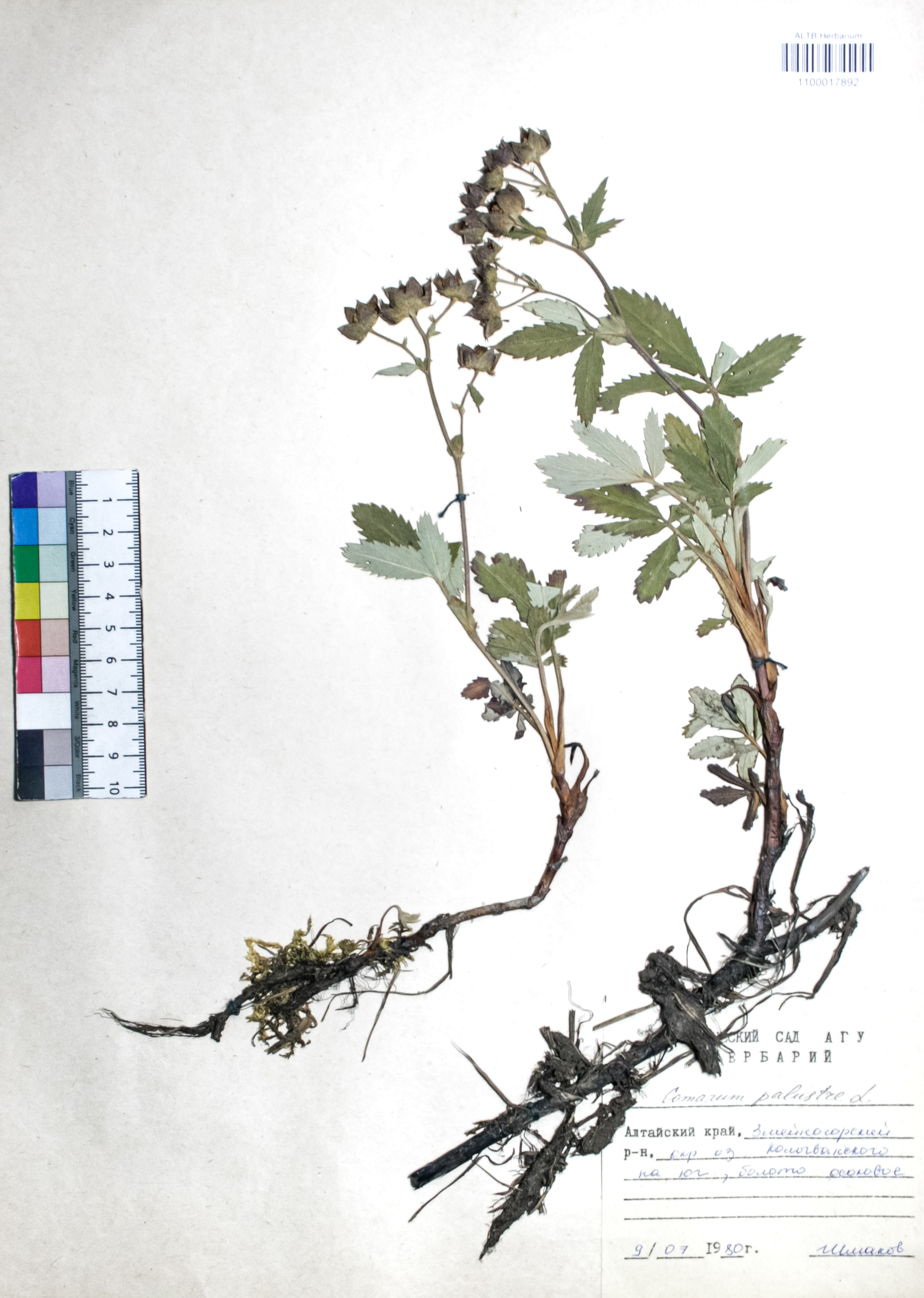 Comarum palustre L.