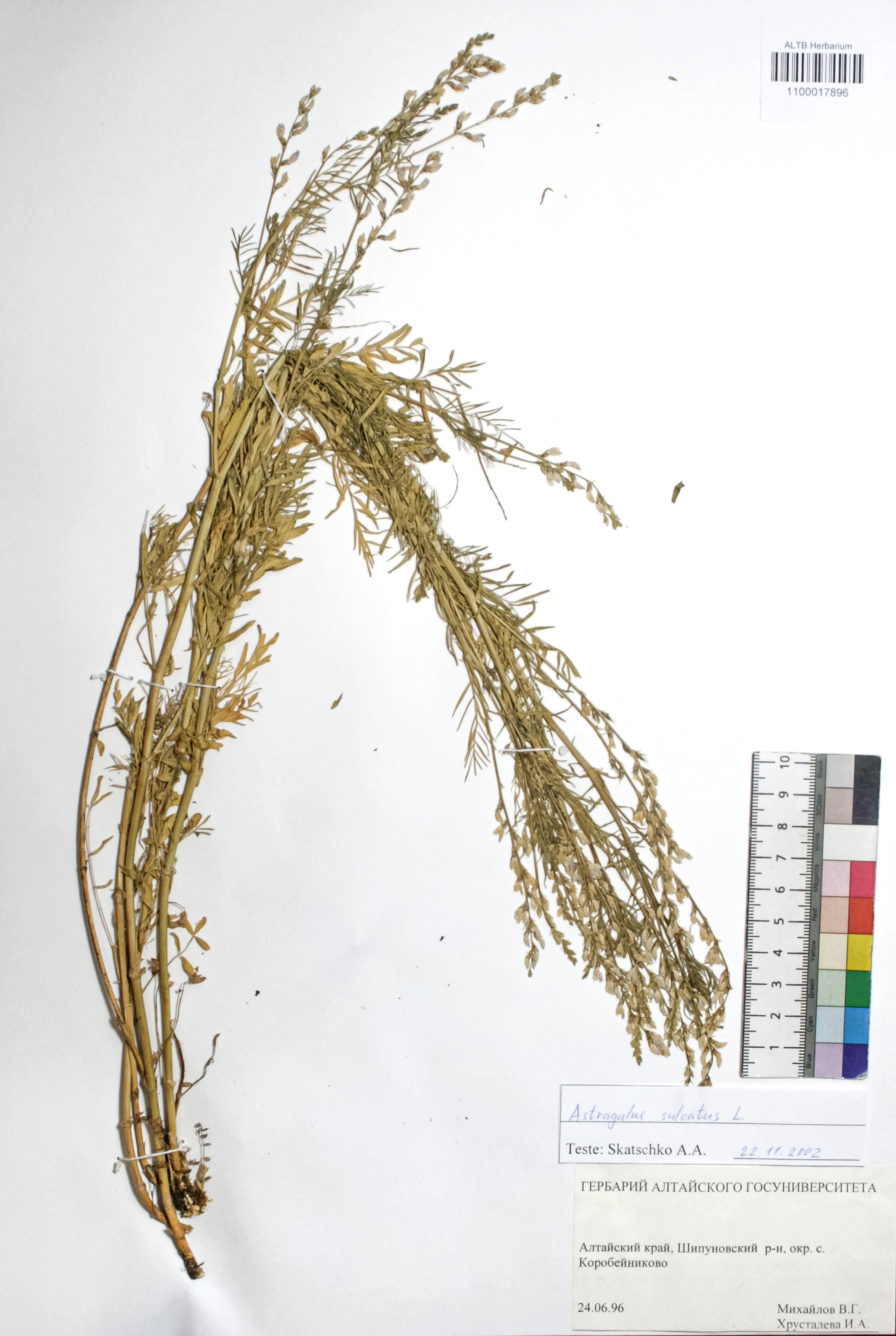 Astragalus sulcatus L.