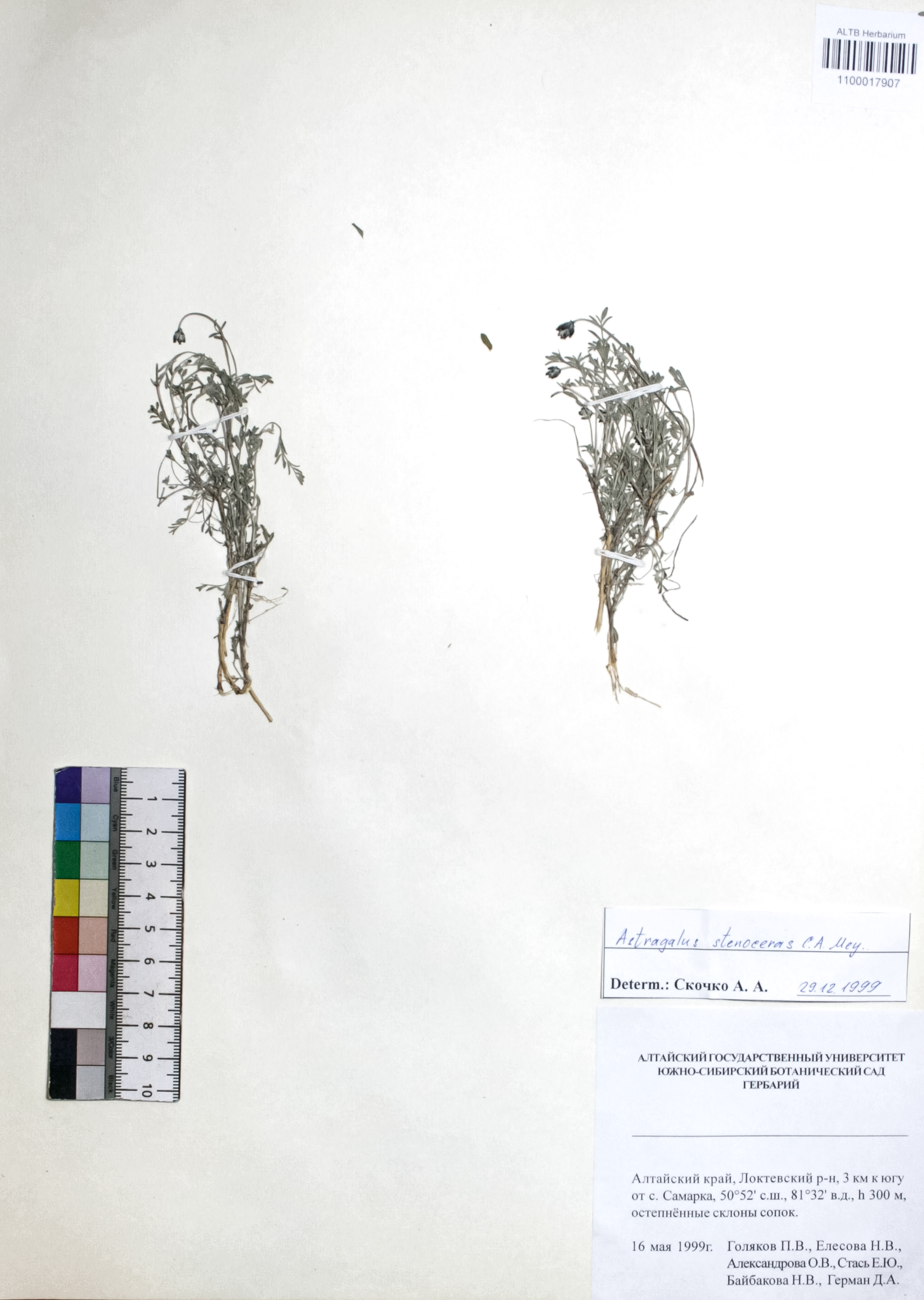 Astragalus stenoceras C. A. Mey.