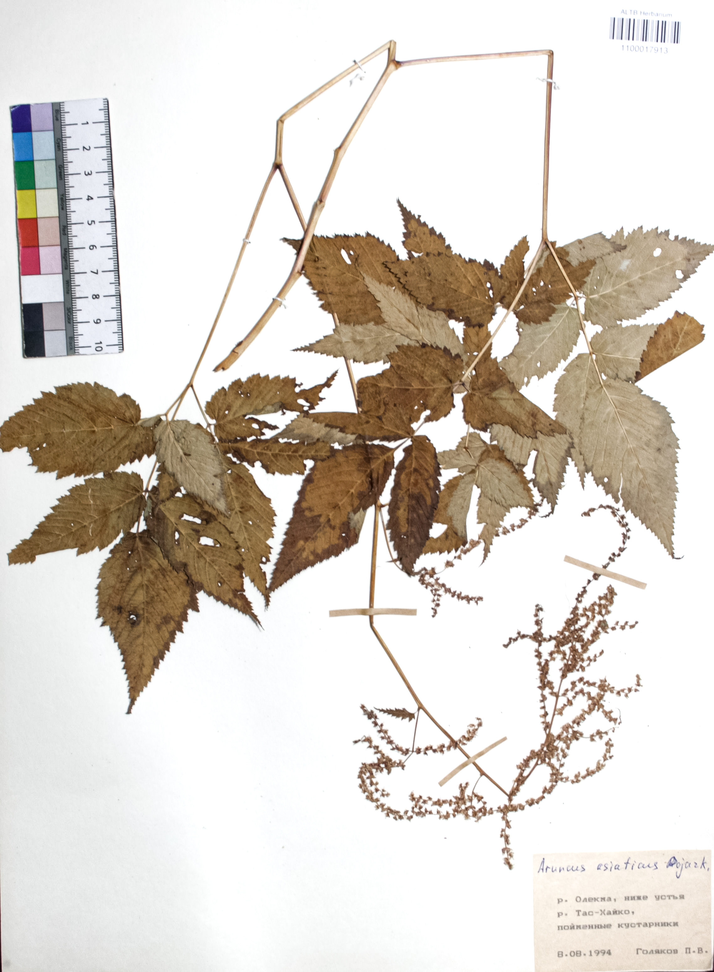 Aruncus asiaticus Pojark.