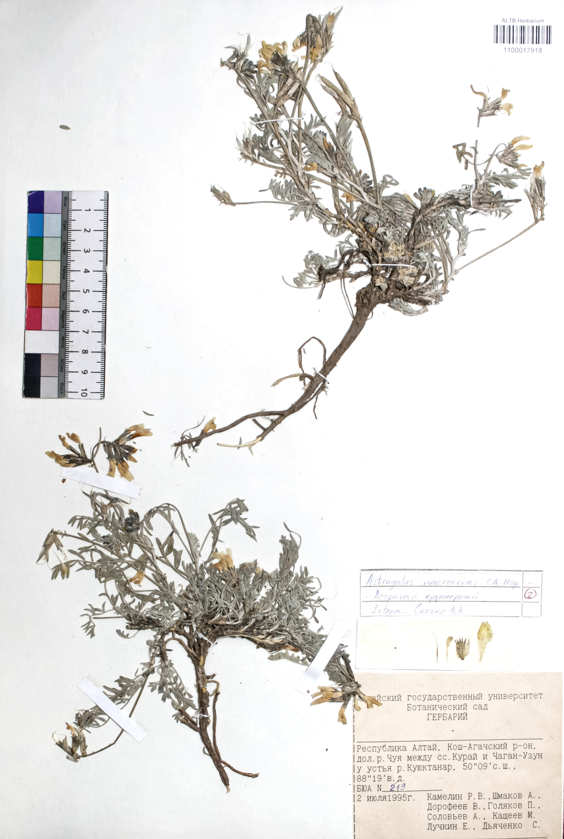 Astragalus macroceras C.A. Mey. ex Bong.