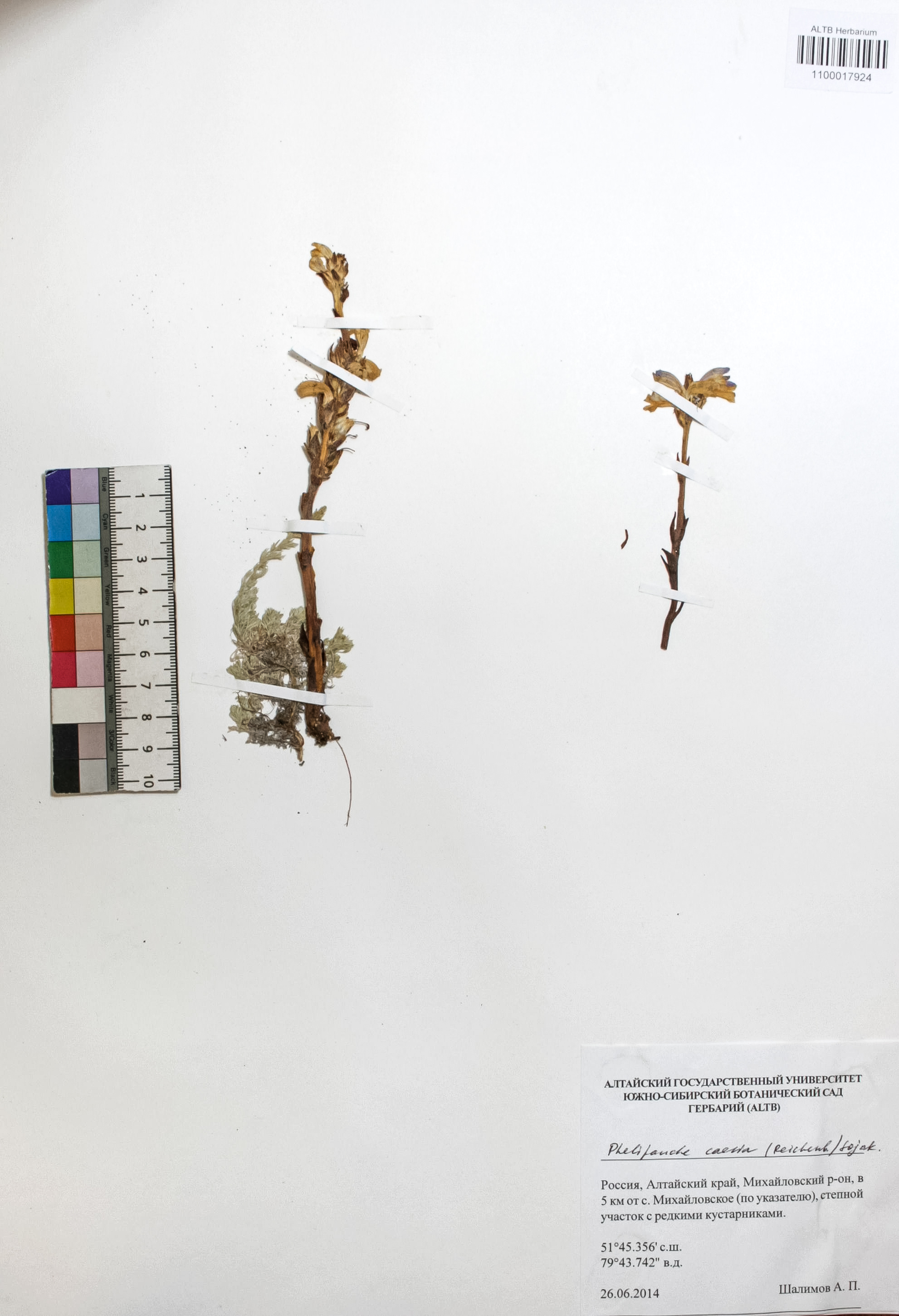 Phelipanche caesia (Rchb.) Soják