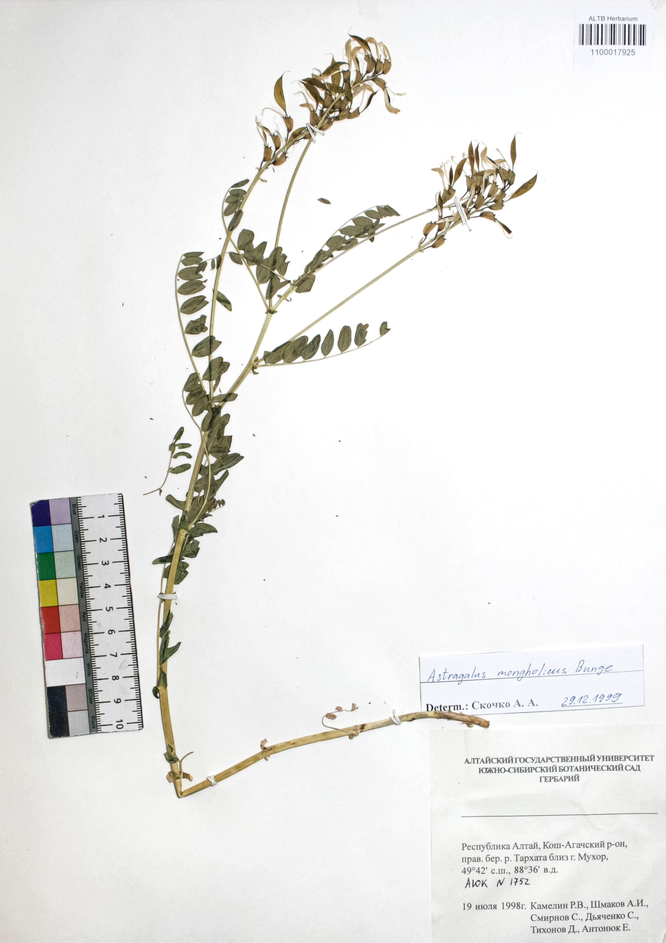 Astragalus mongolicus Bunge