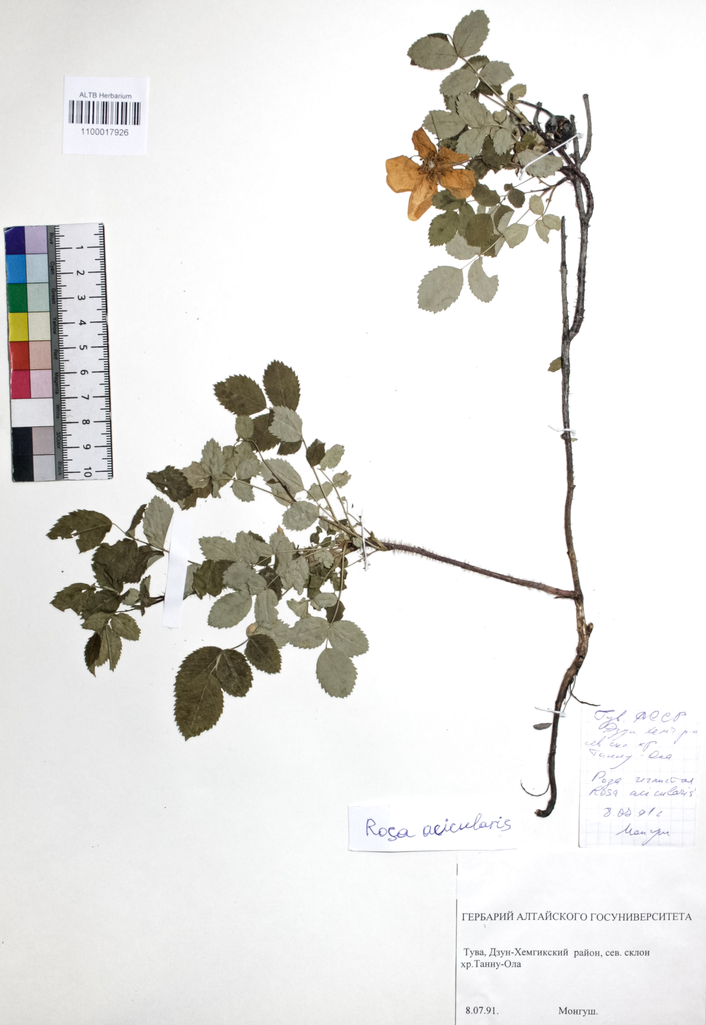 Rosa acicularis Lindl.