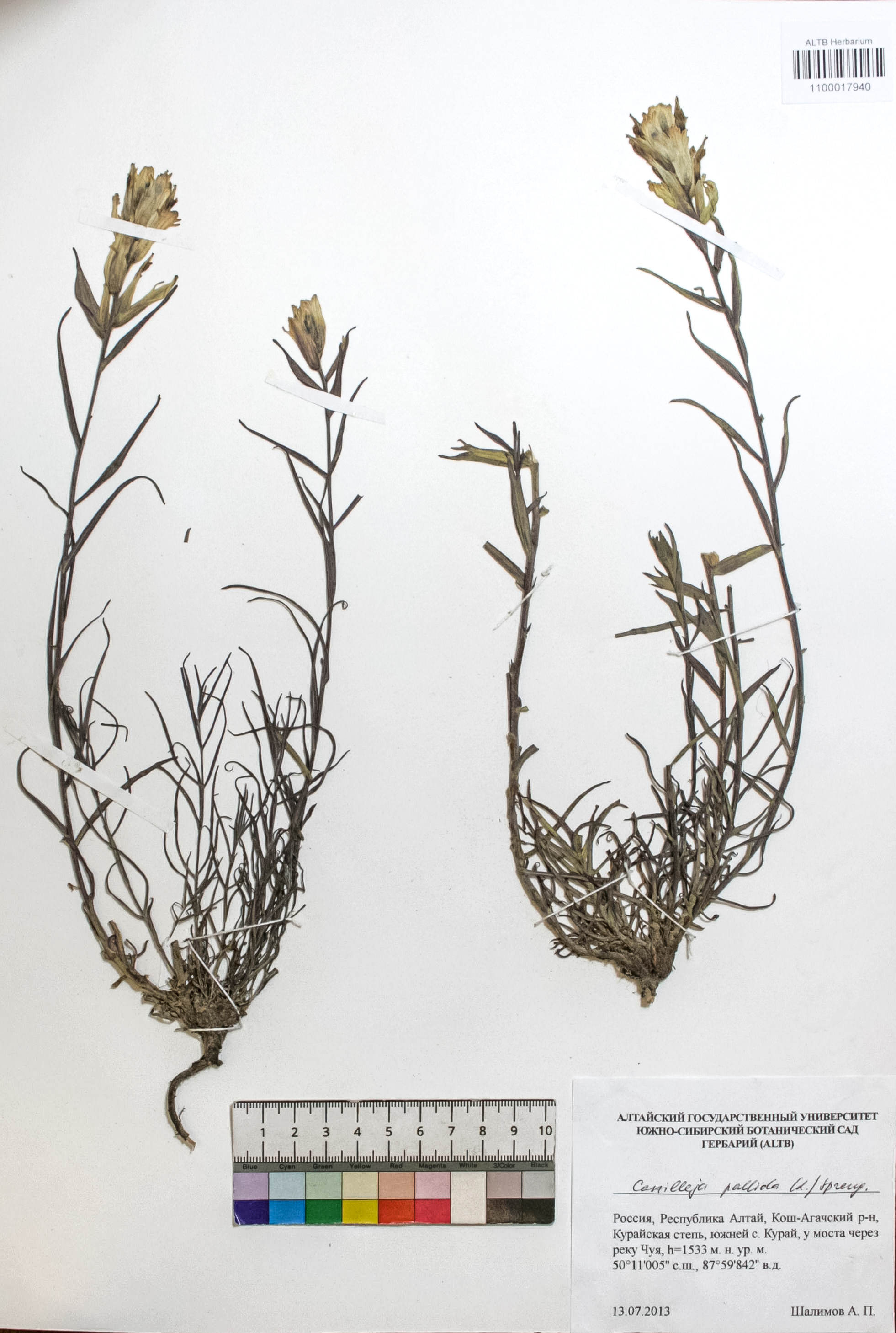 Castilleja pallida (L.) Spreng.