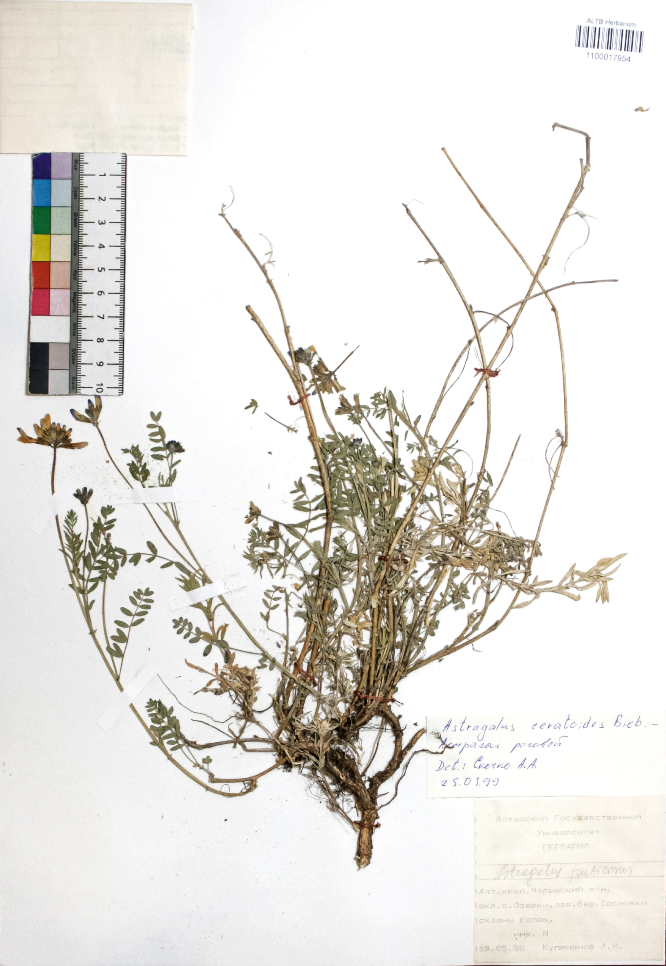 Astragalus ceratoides Bieb