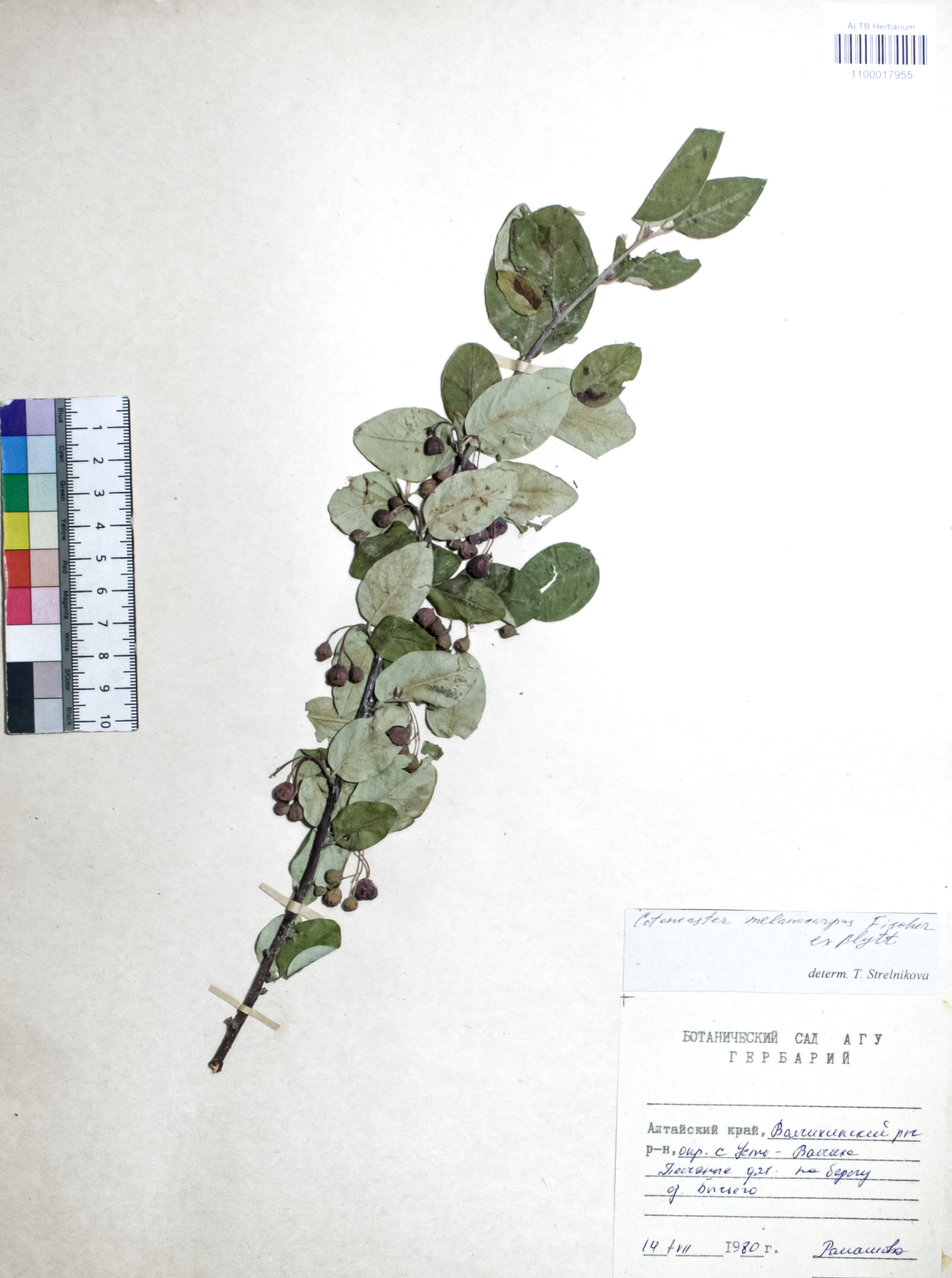 Cotoneaster melanocarpus Fisch. ex Blytt