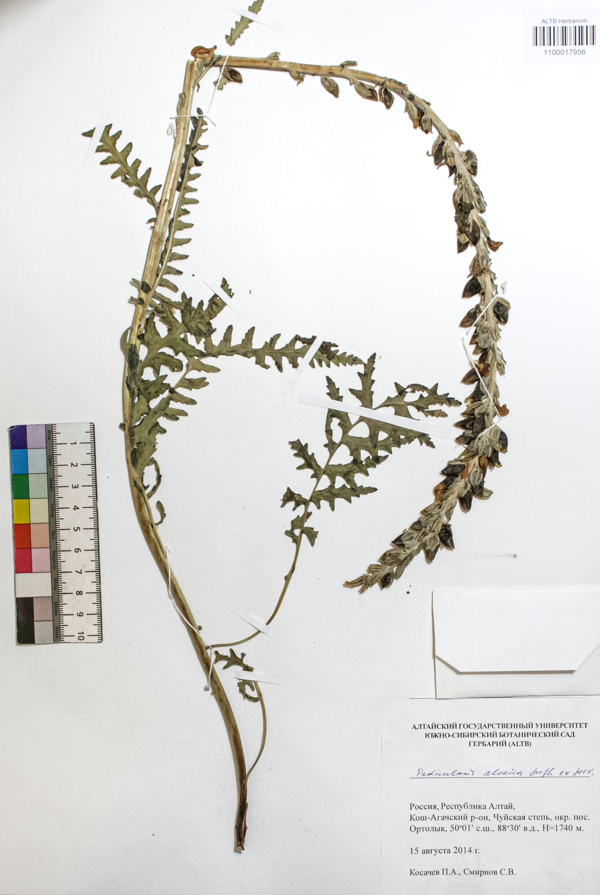 Pedicularis altaica Steph. ex Steven
