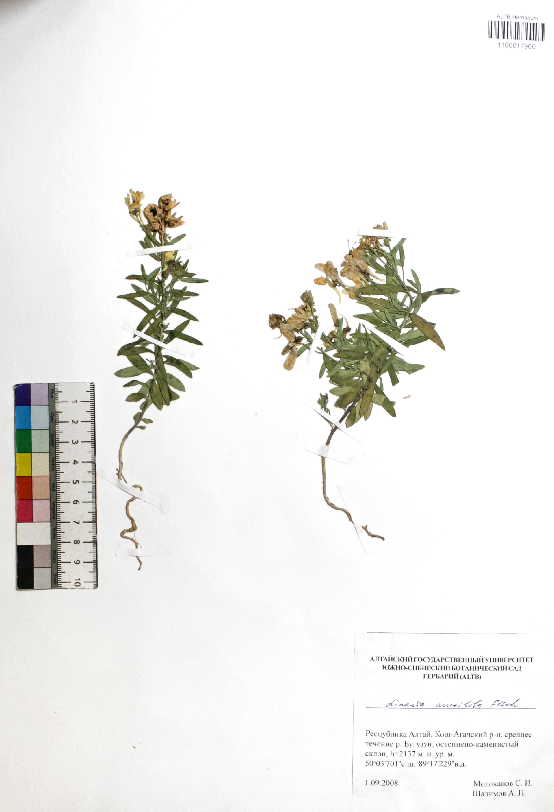 Linaria acutiloba Fisch. ex Rchb.