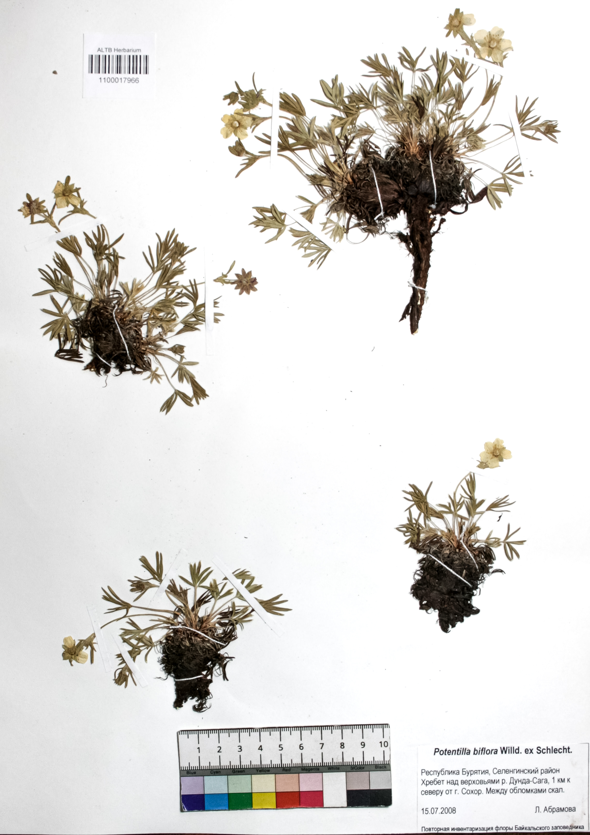 Potentilla biflora Willd. ex Schlecht.