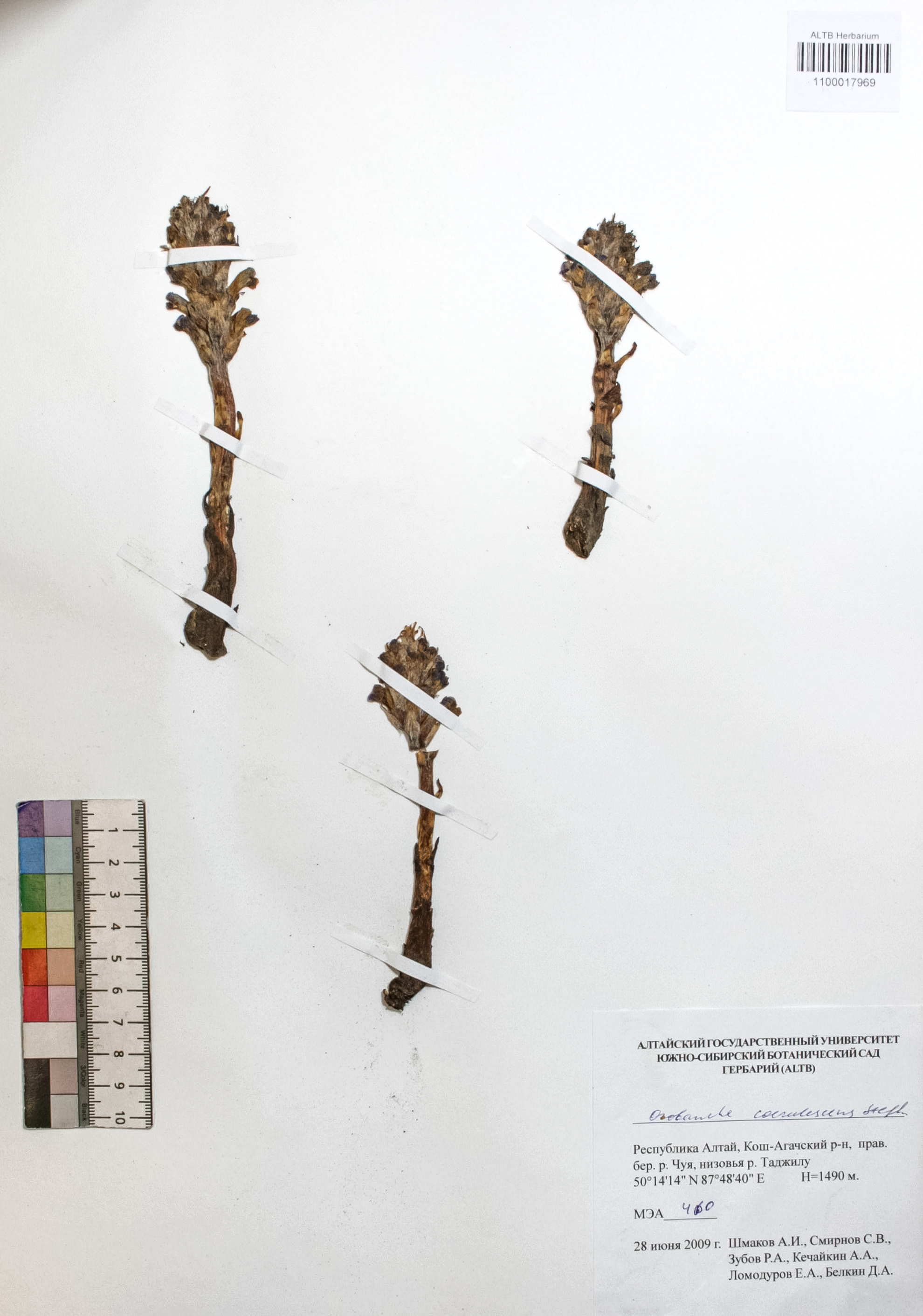 Orobanche coerulescens Steph.