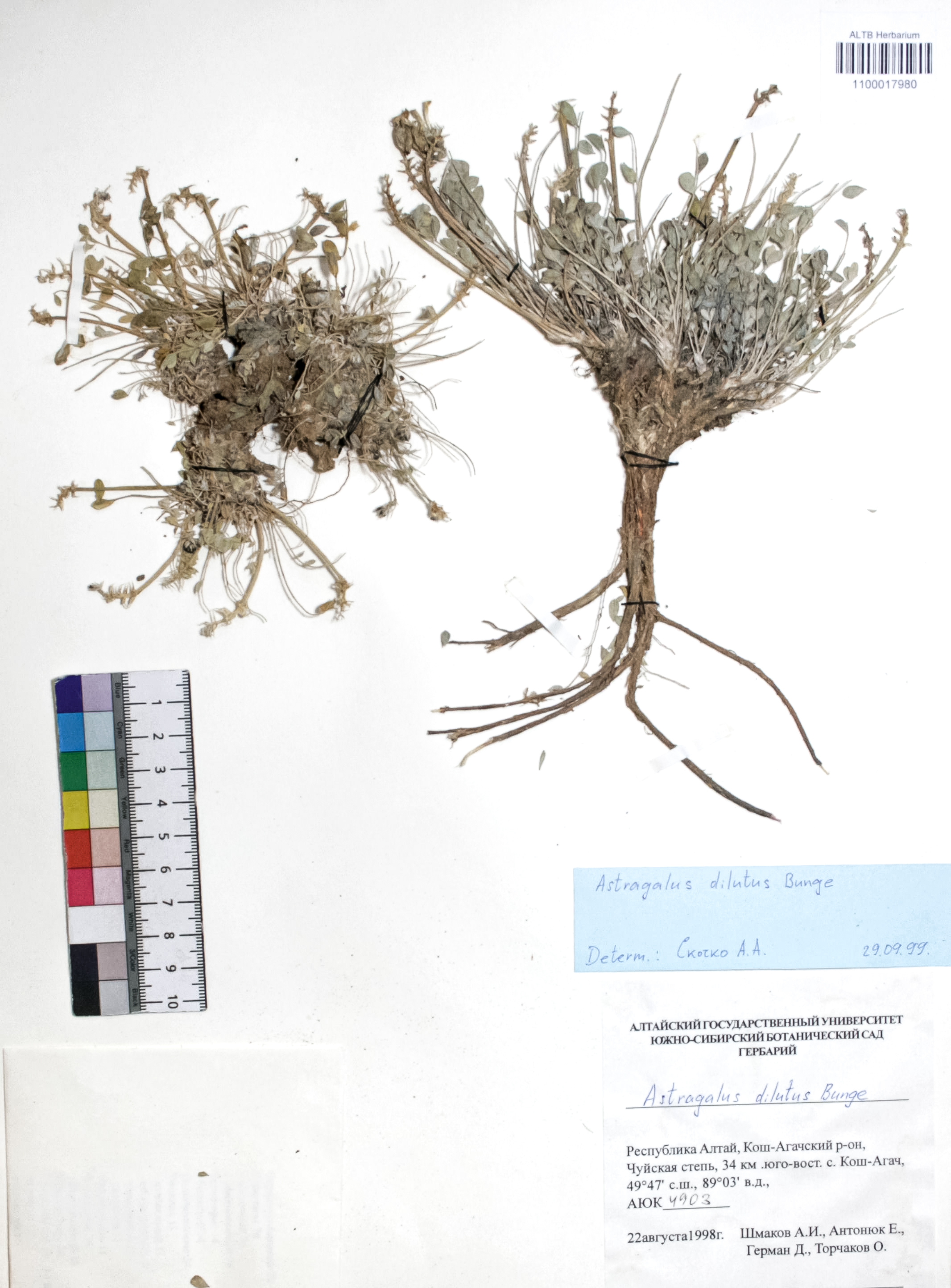 Astragalus dilutus Bunge
