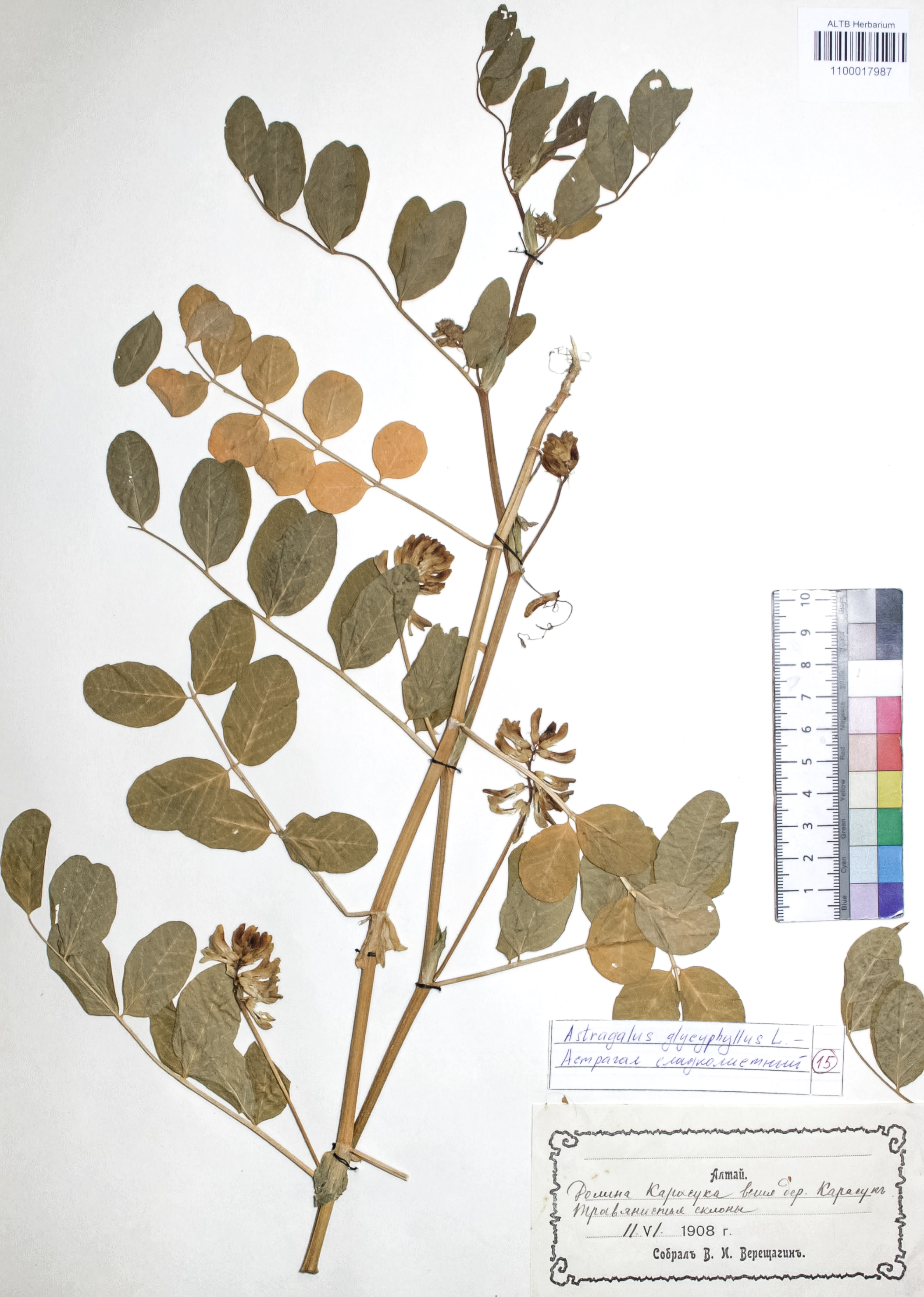 Astragalus glycyphyllos L.