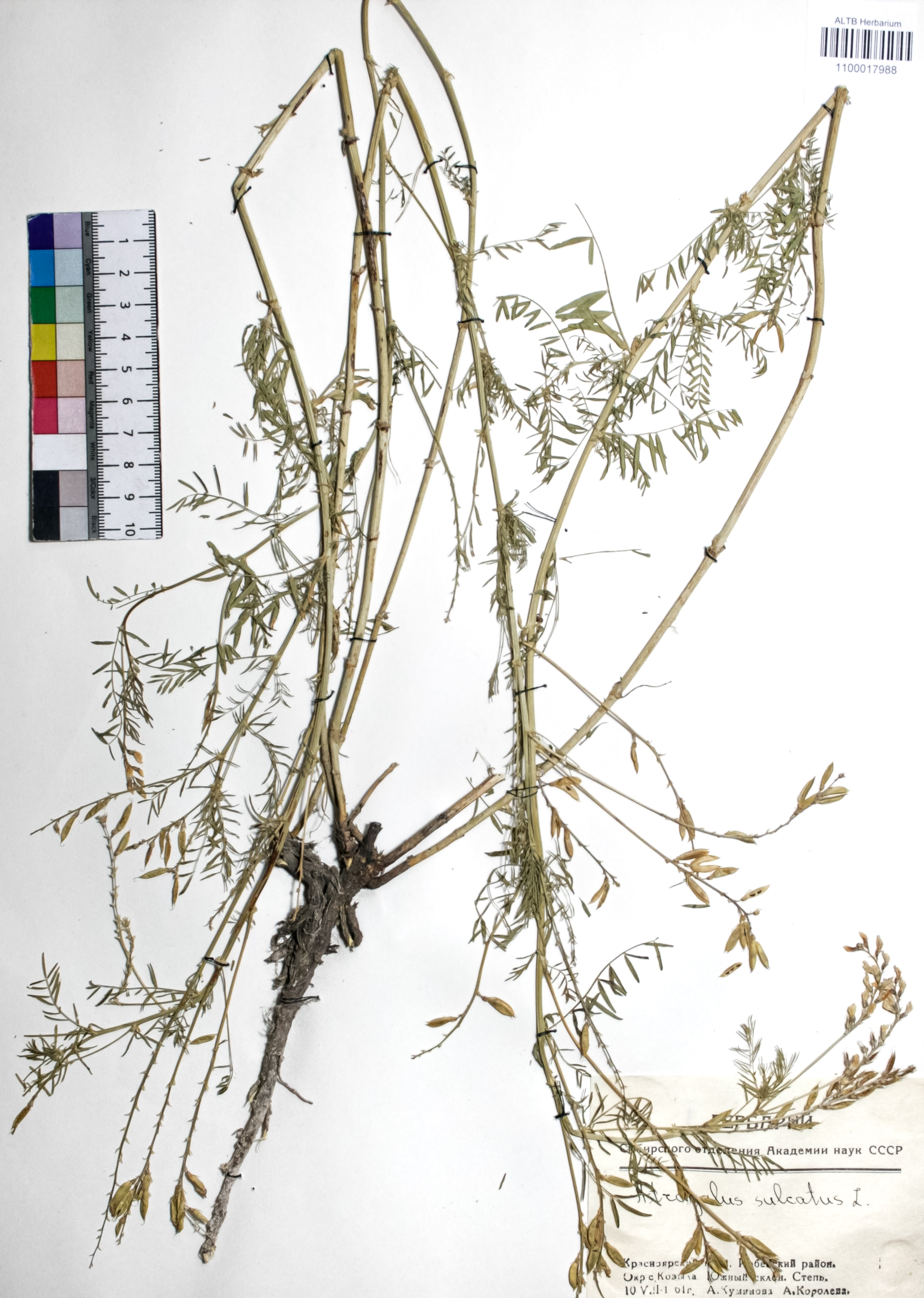 Astragalus sulcatus L.