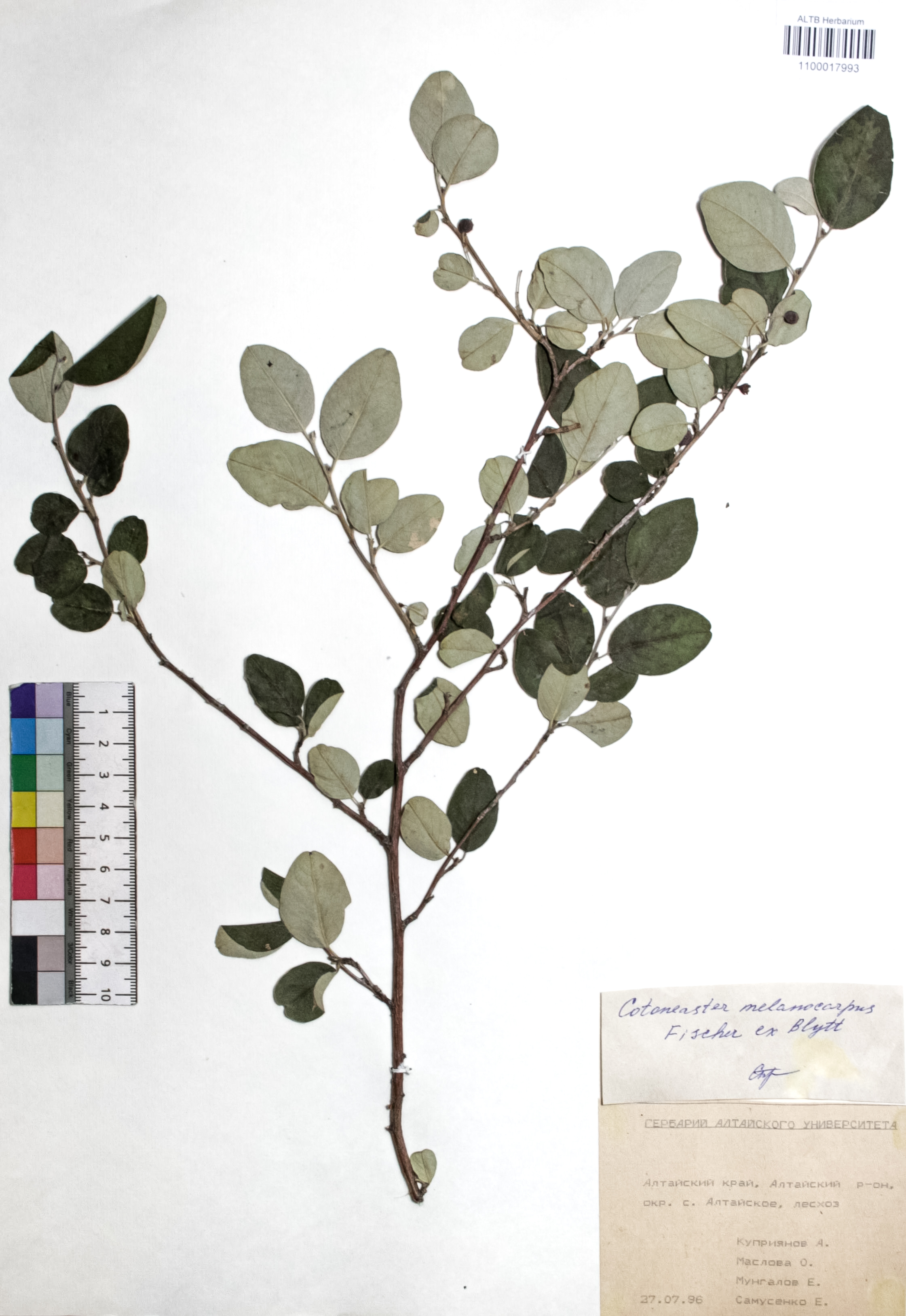 Cotoneaster melanocarpus Fisch. ex Blytt
