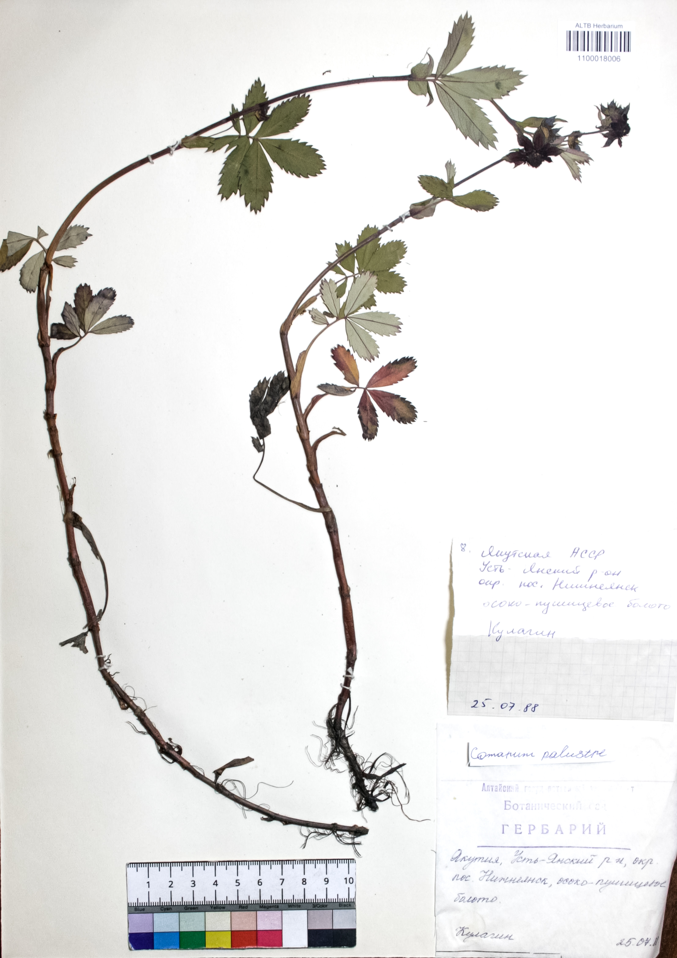 Comarum palustre L.