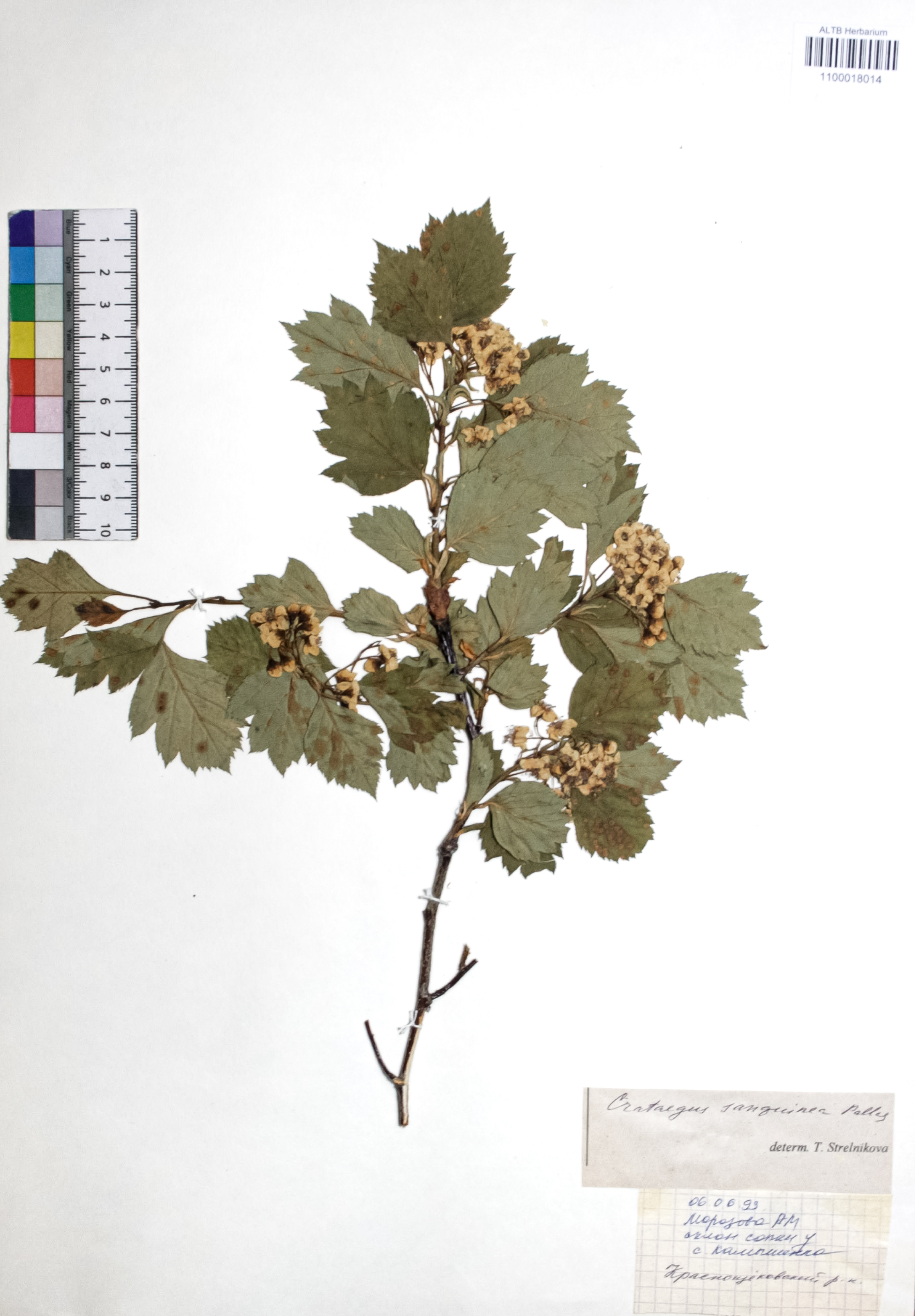 Crataegus sanguinea Pall.
