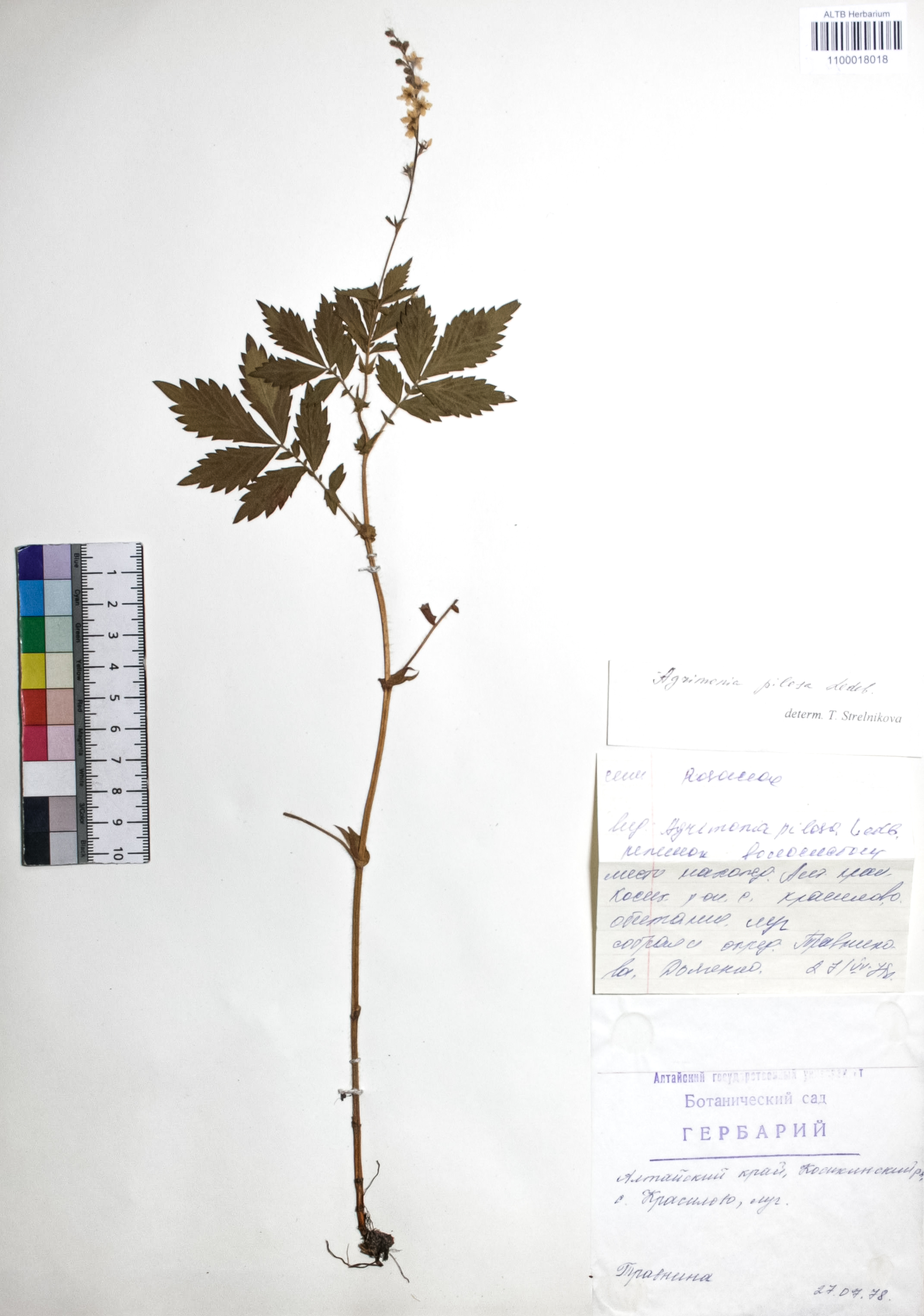 Agrimonia pilosa Ledeb.