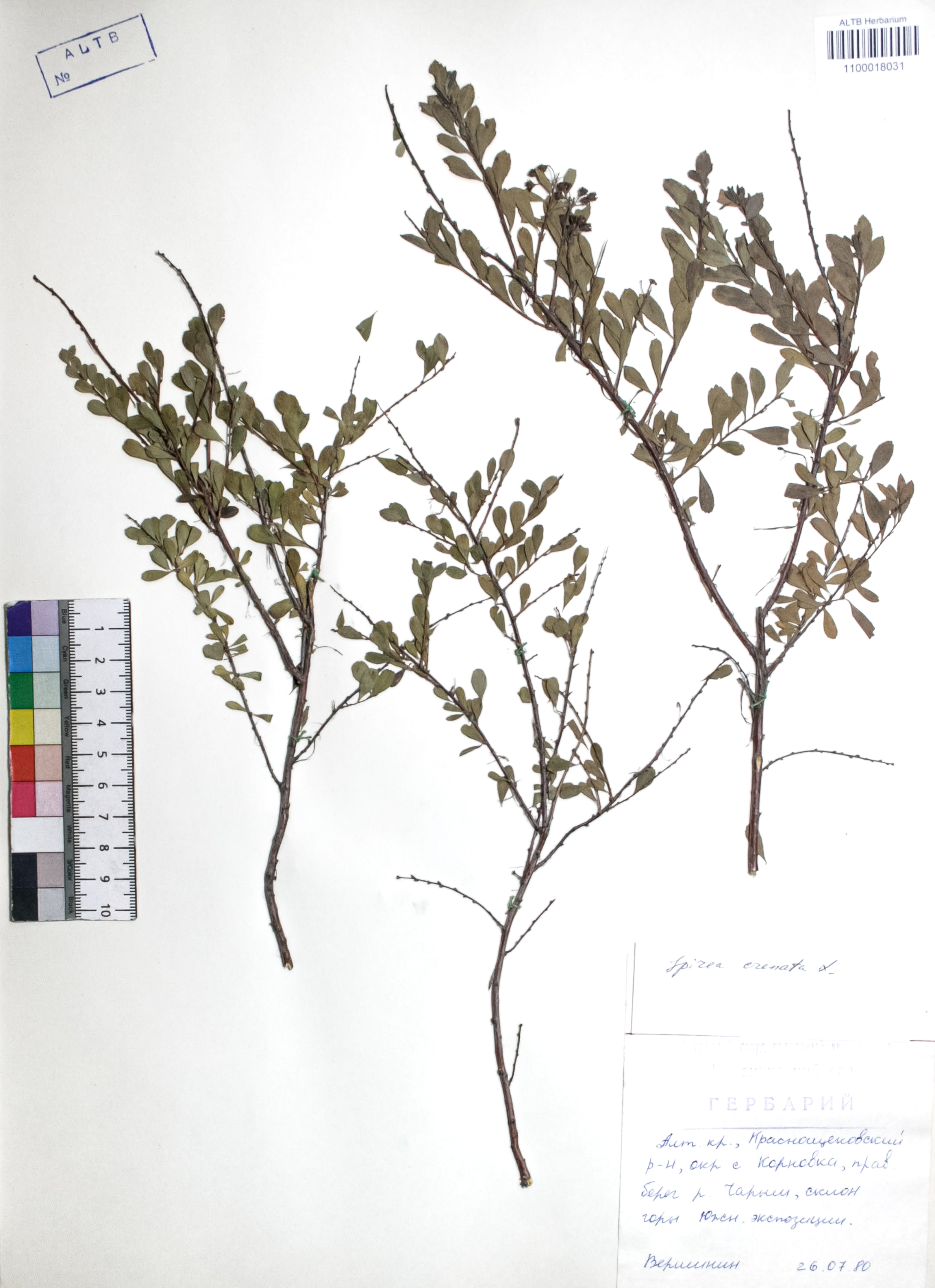 Spiraea crenata L.