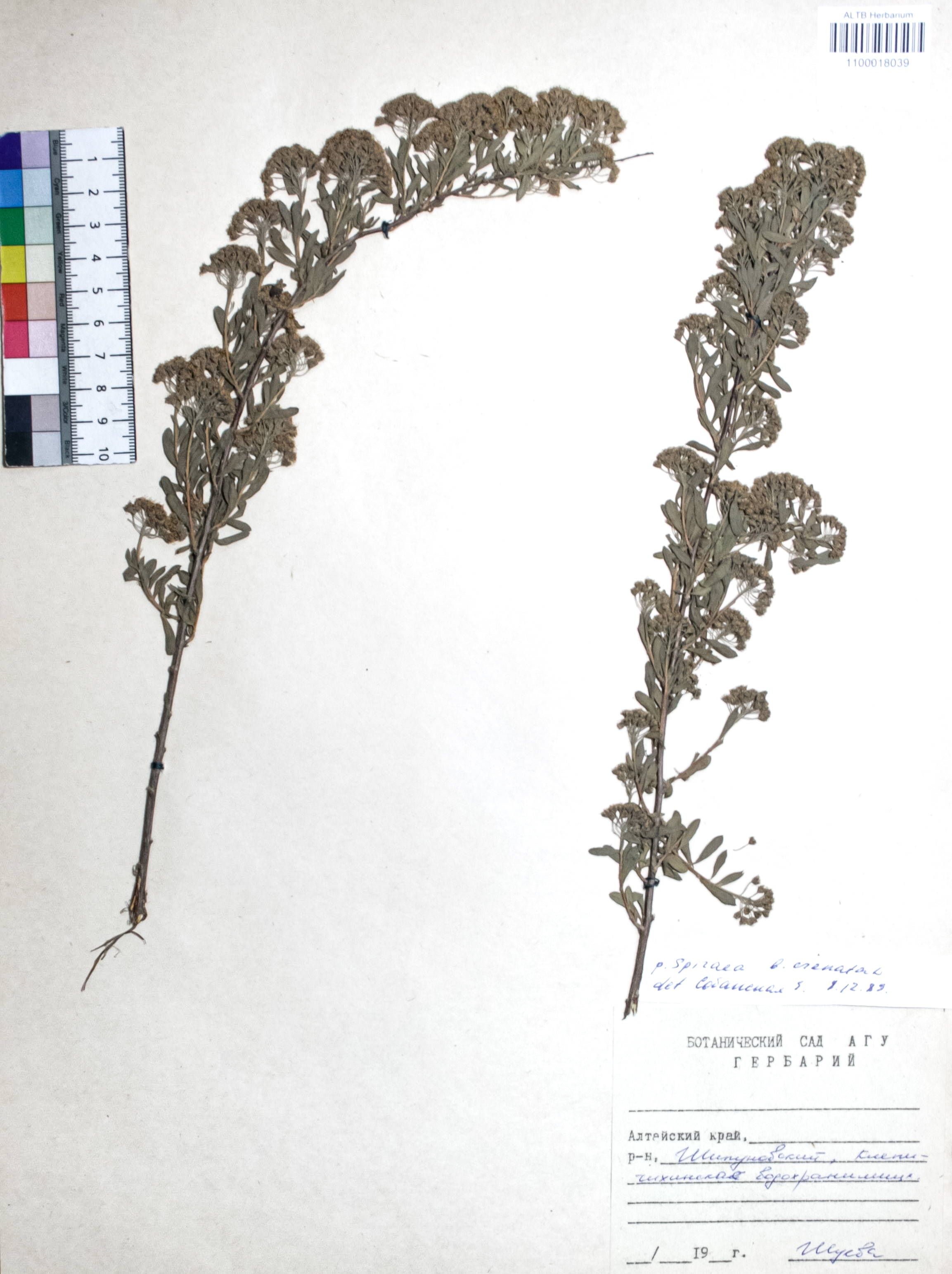 Spiraea crenata L.