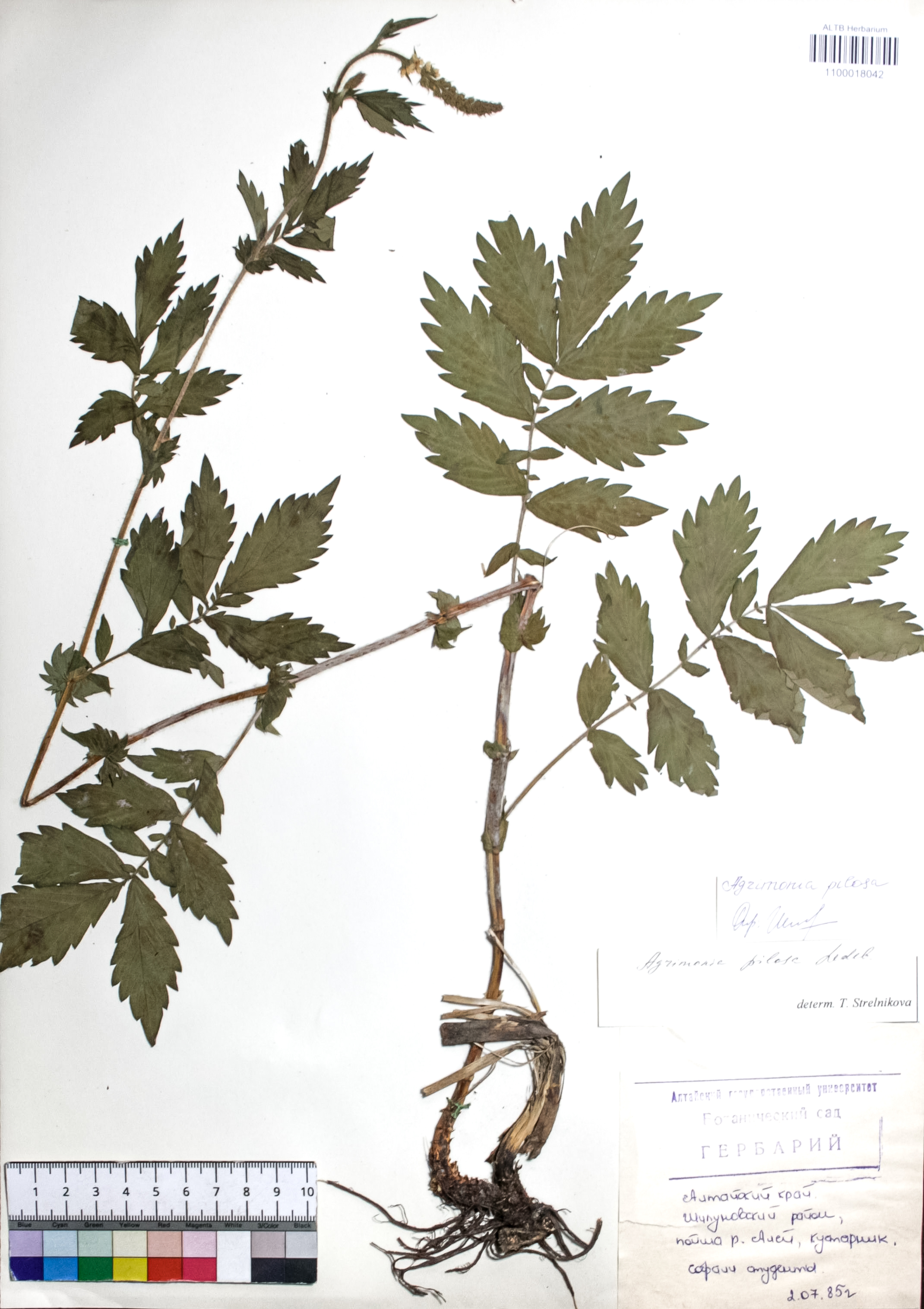 Agrimonia pilosa Ledeb.