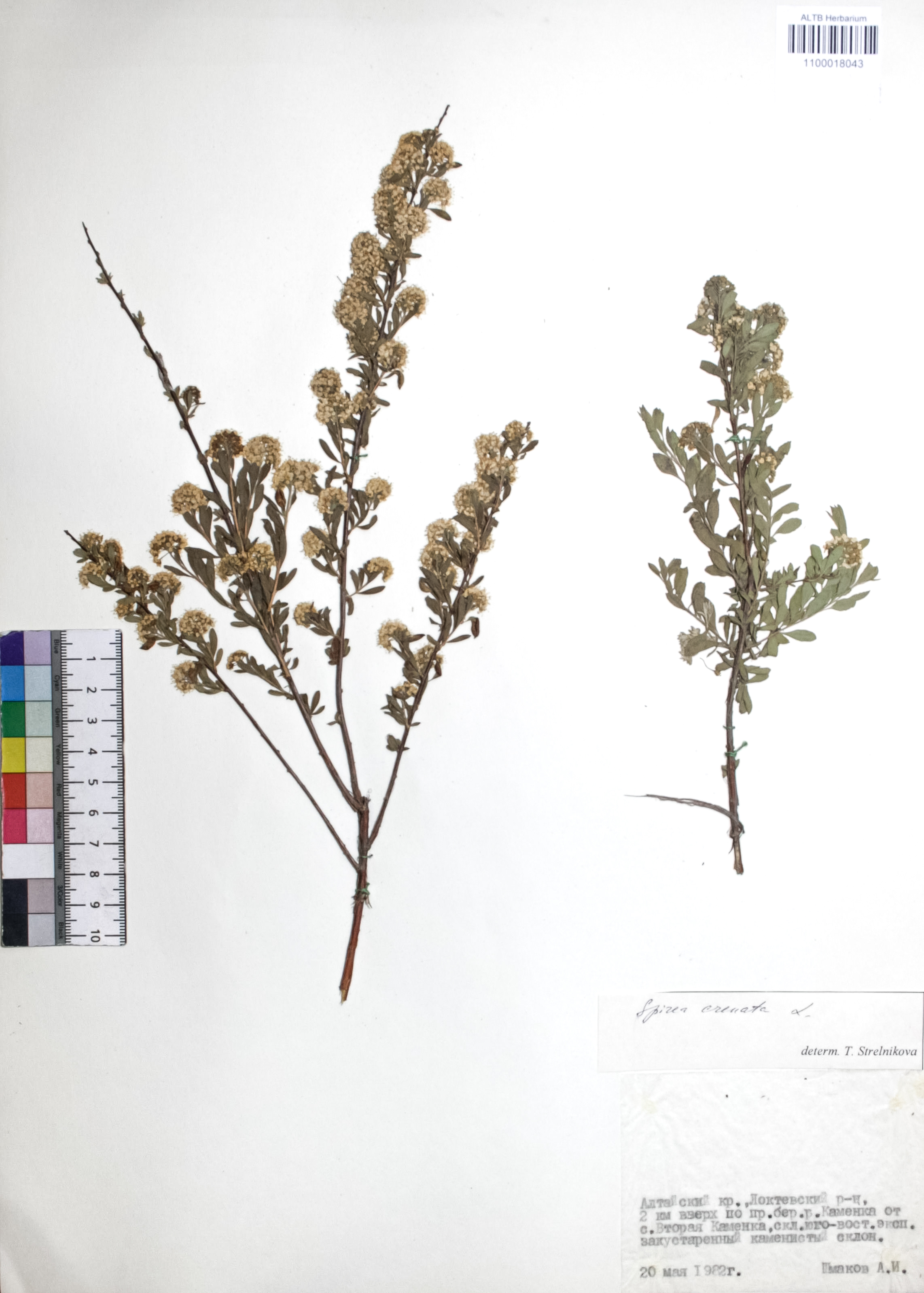 Spiraea crenata L.