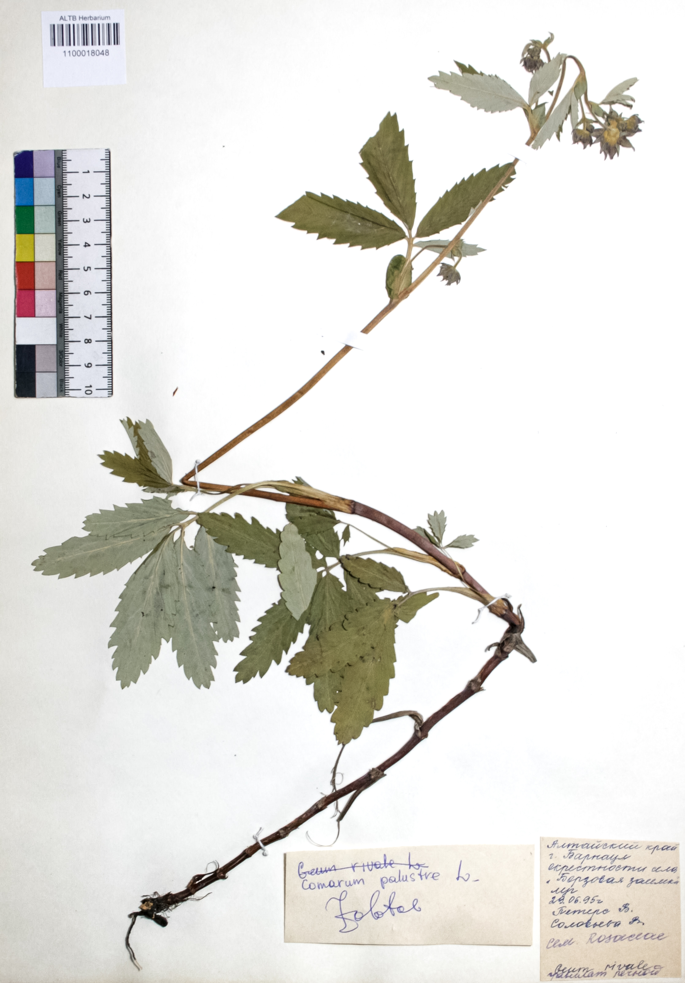 Comarum palustre L.