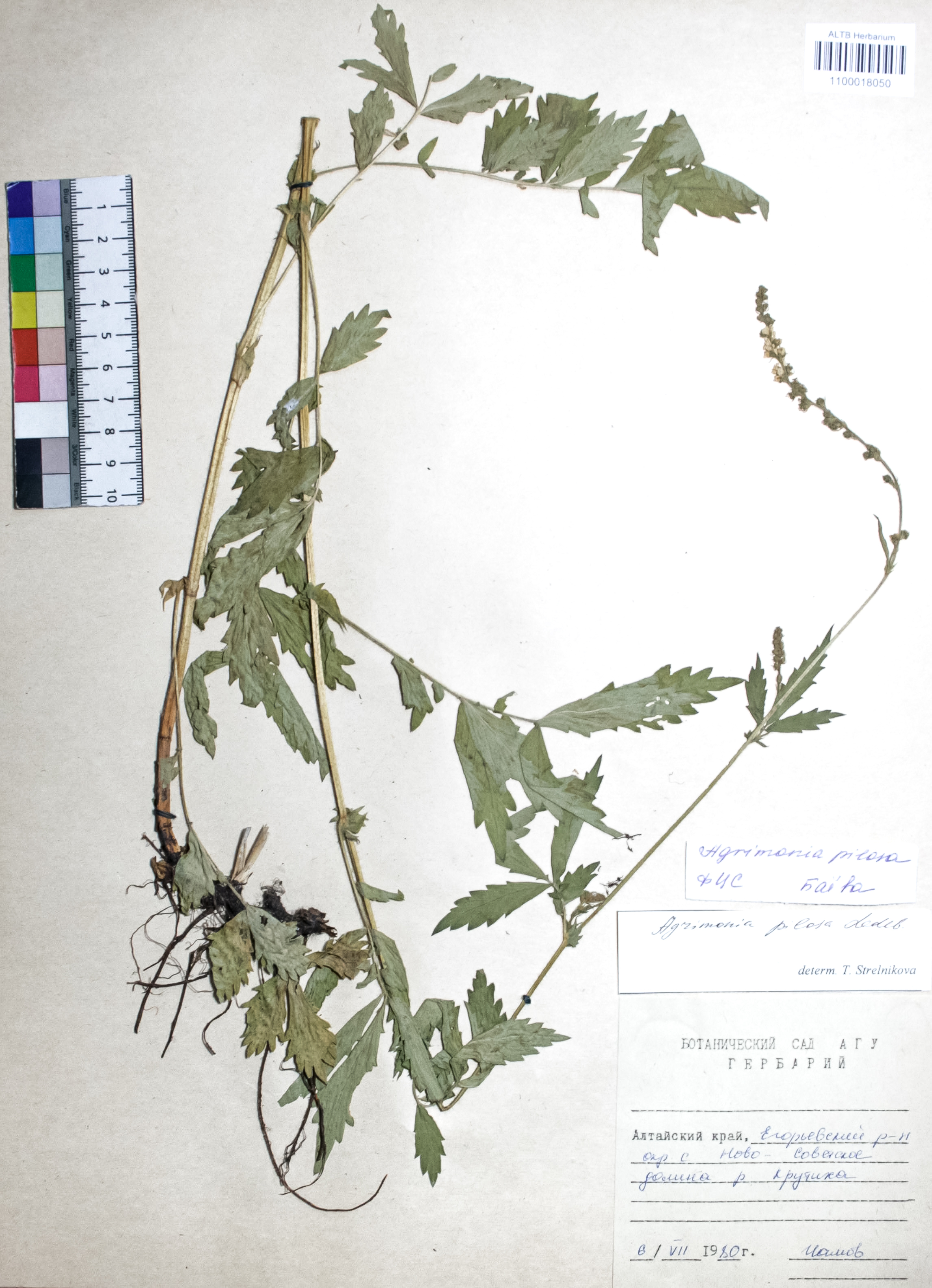 Agrimonia pilosa Ledeb.