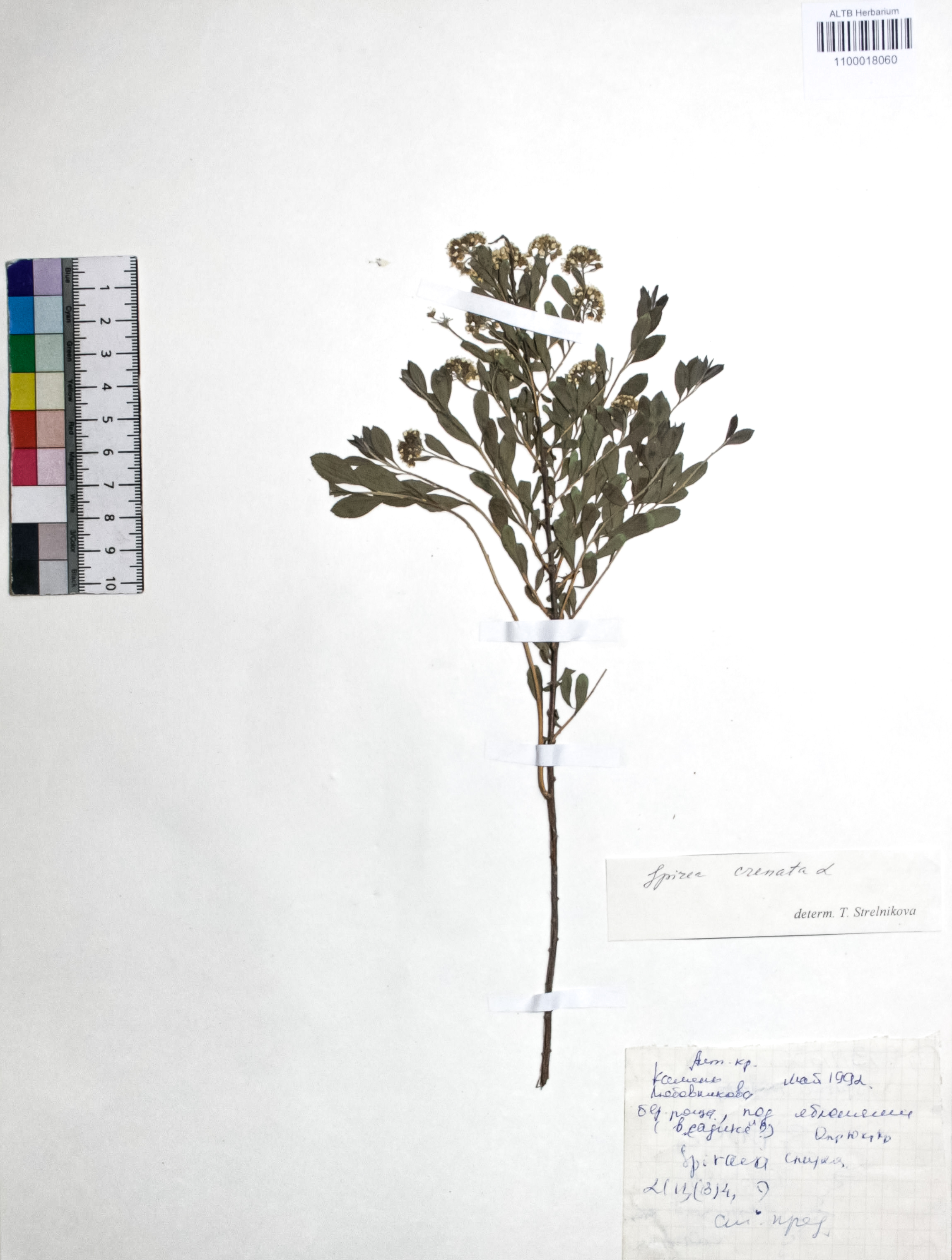 Spiraea crenata L.