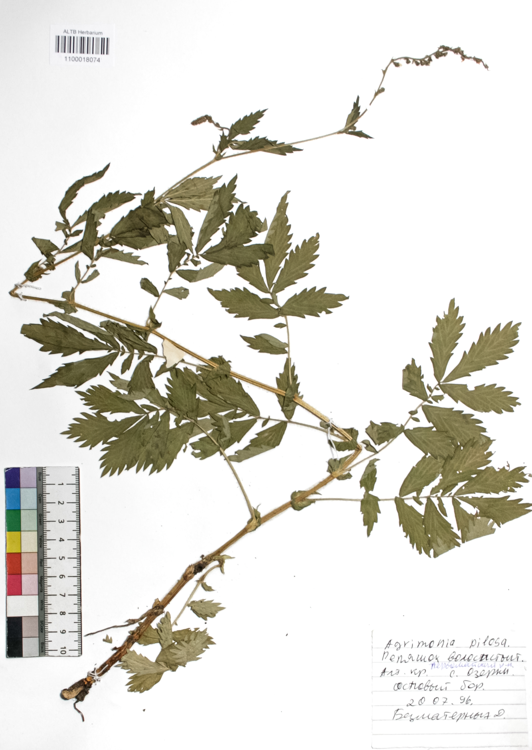 Agrimonia pilosa Ledeb.
