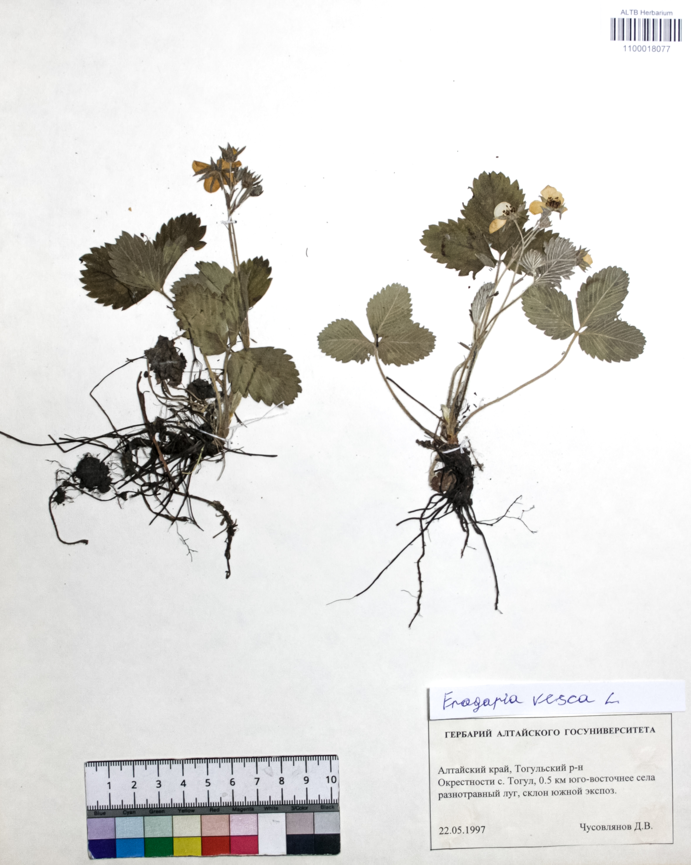 Fragaria vesca L.