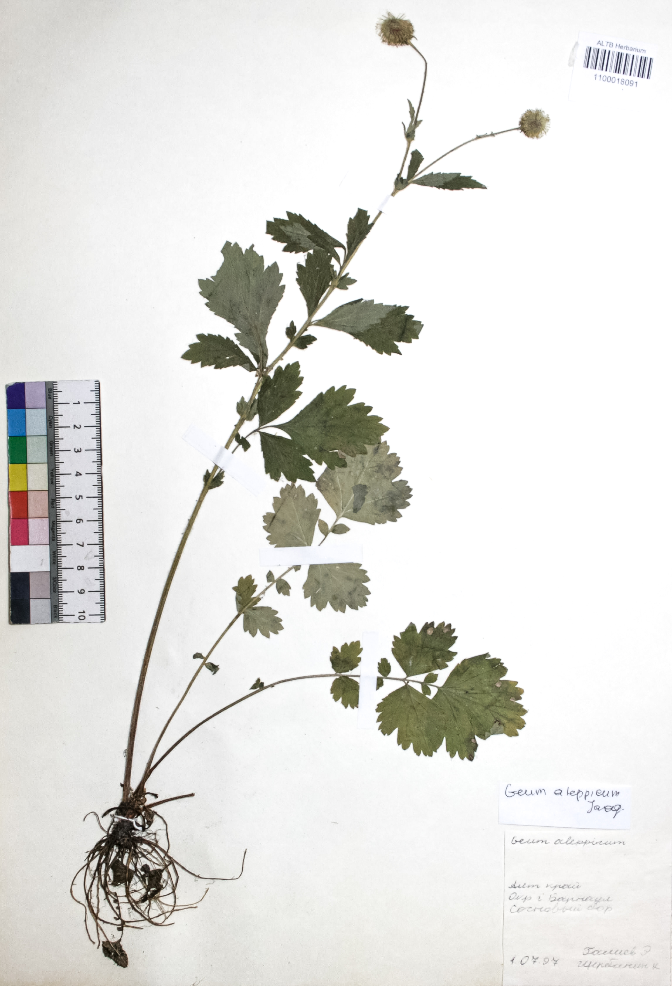 Geum aleppicum Jacq.