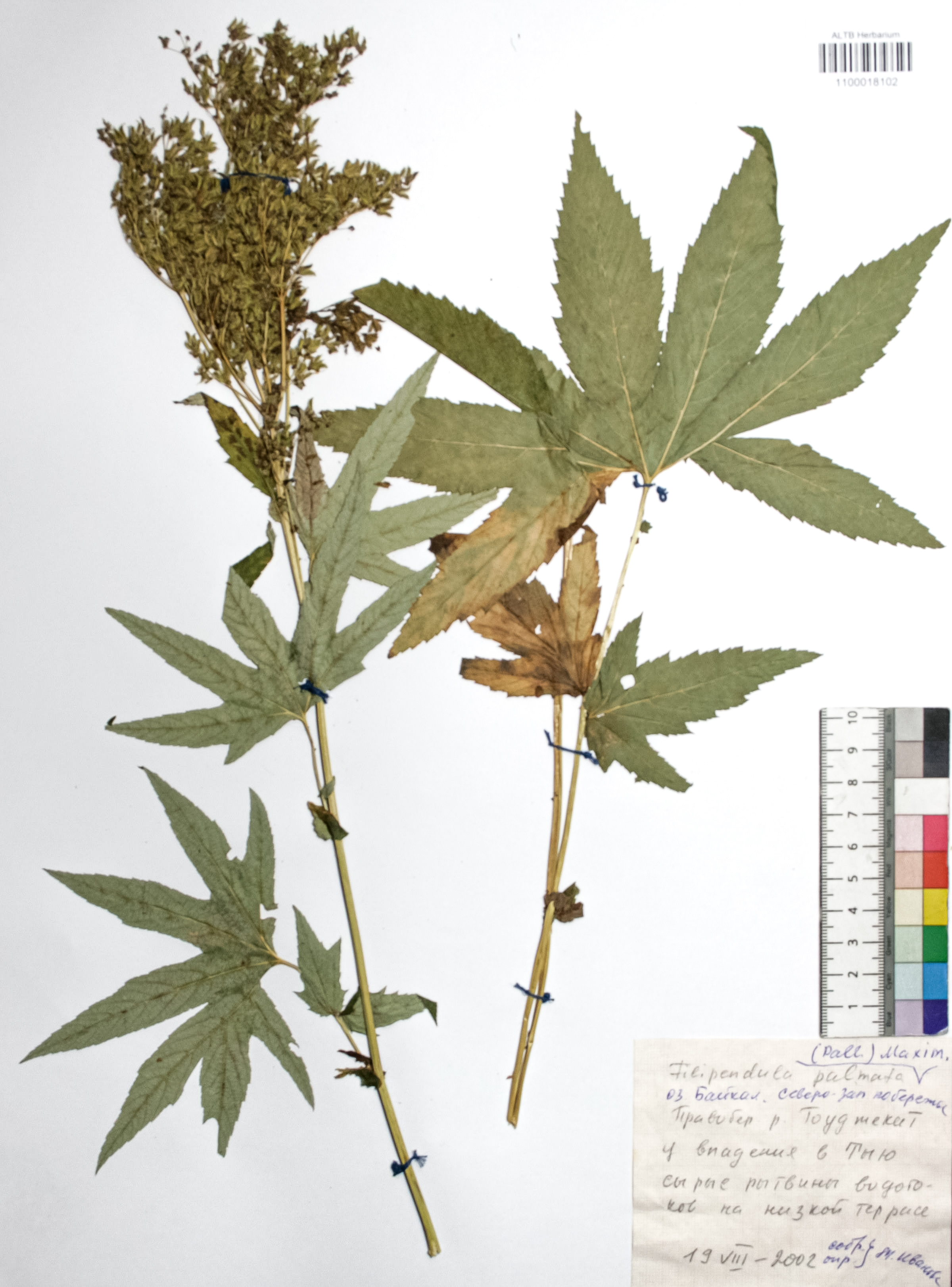 Filipendula palmata (Pall.) Maxim.