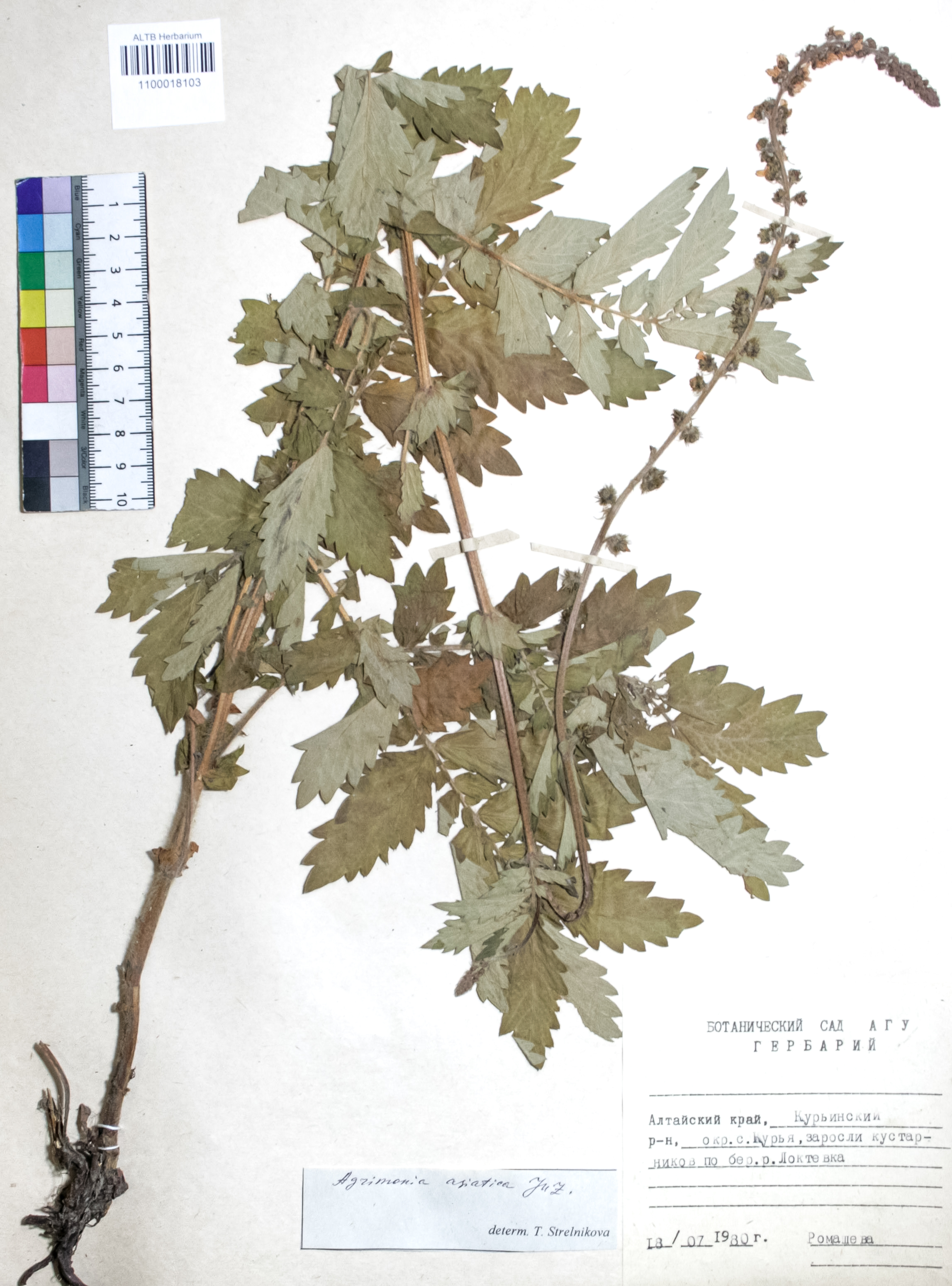 Agrimonia asiatica Juz.