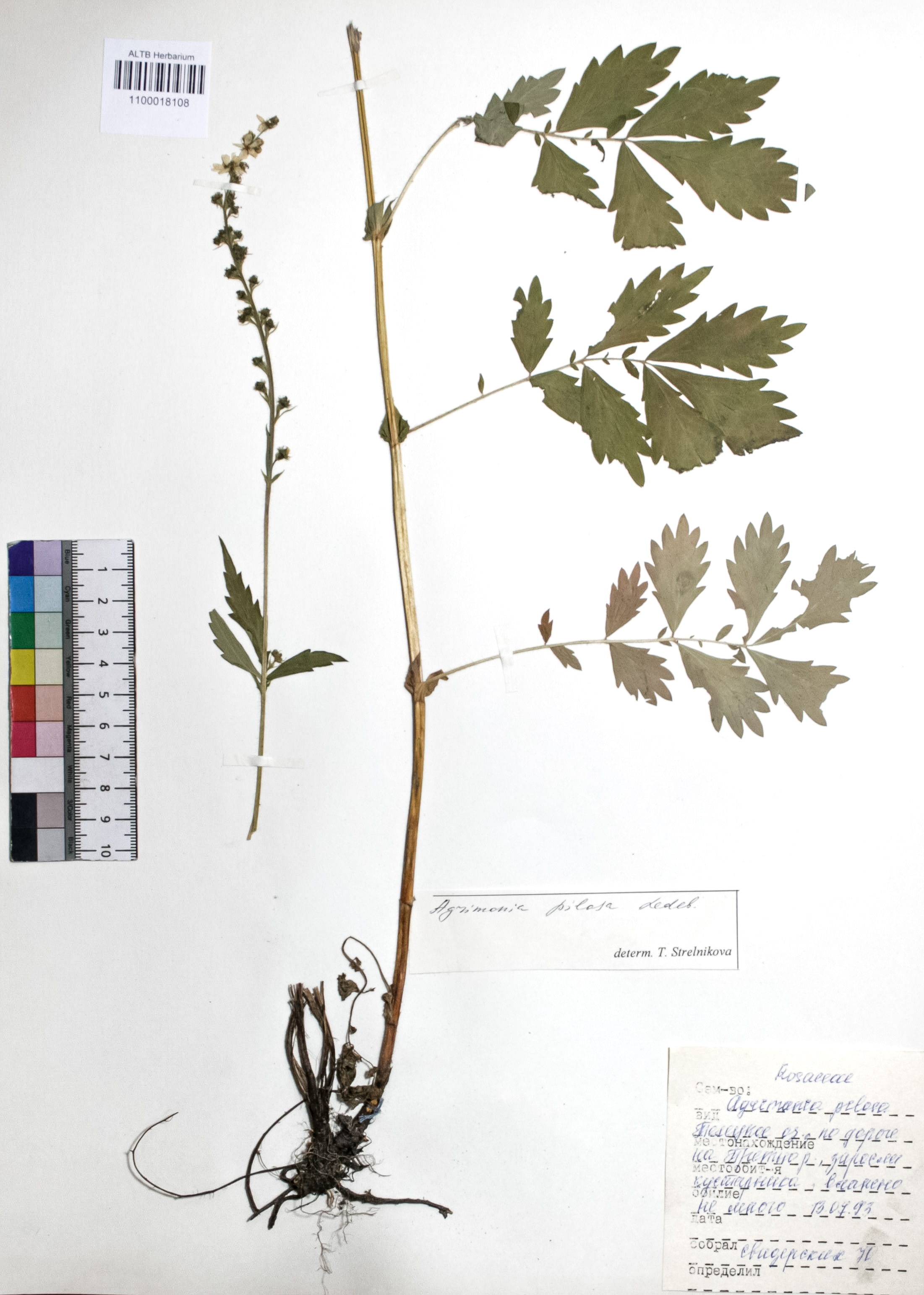 Agrimonia pilosa Ledeb.