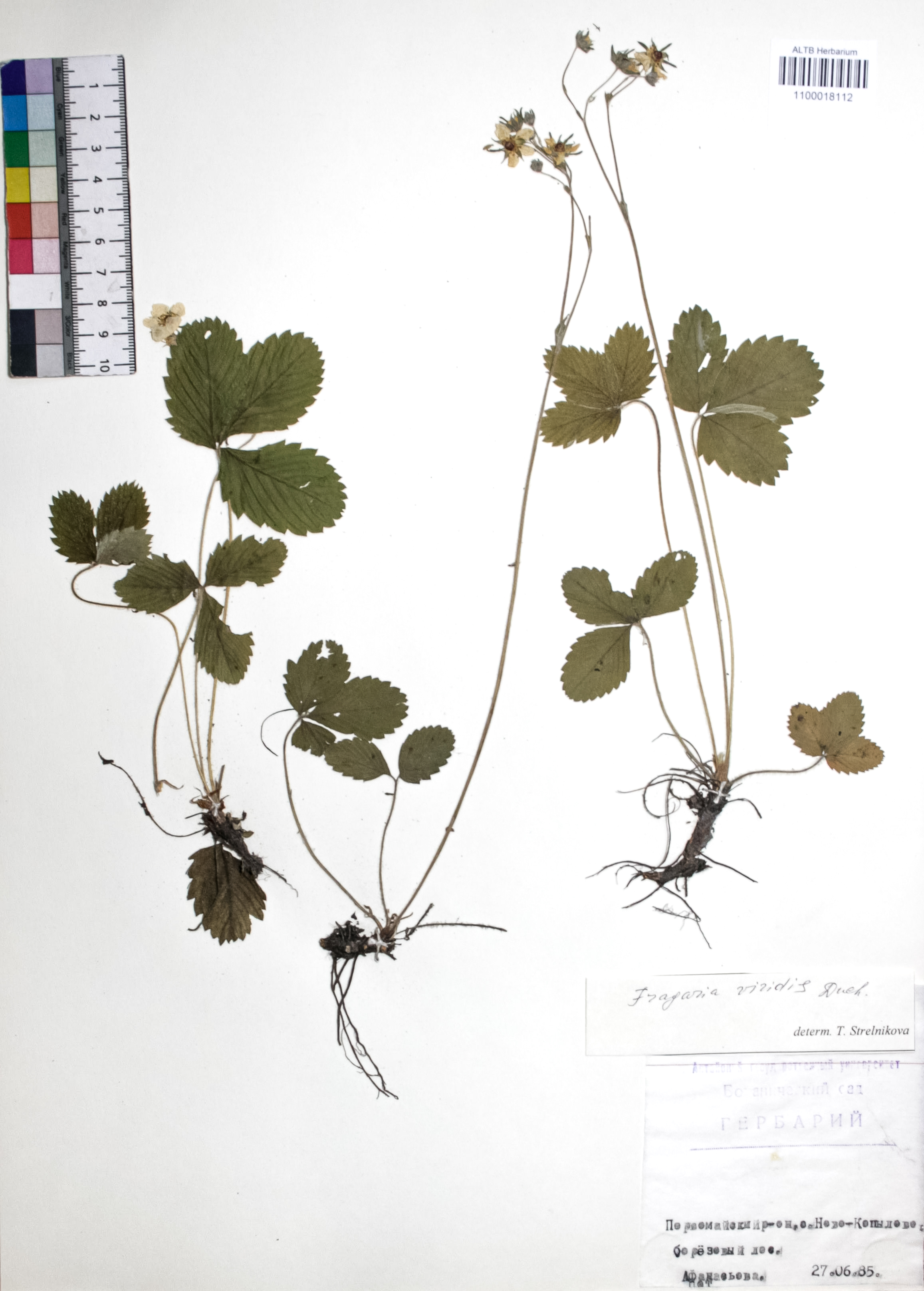 Fragaria viridis Weston