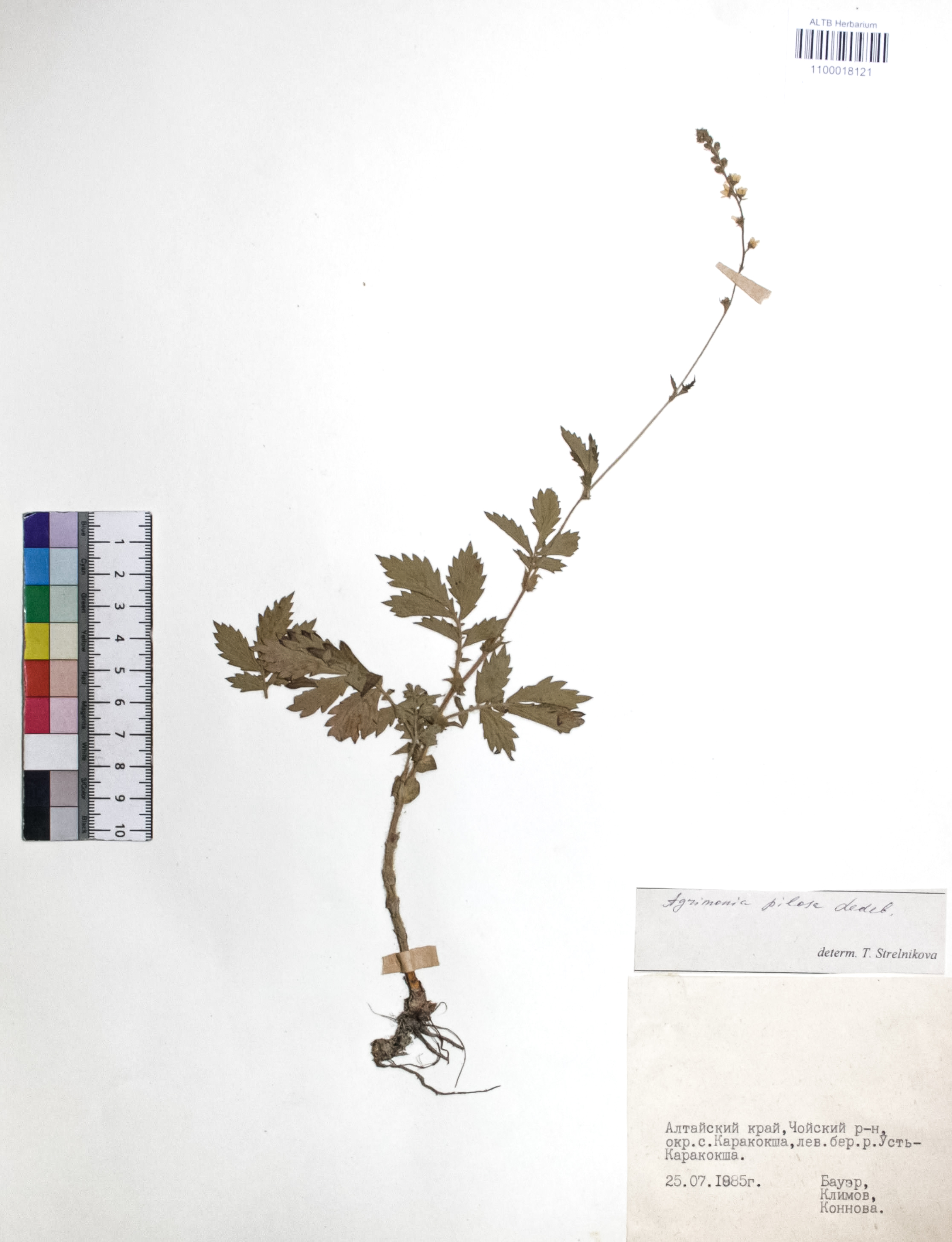 Agrimonia pilosa Ledeb.