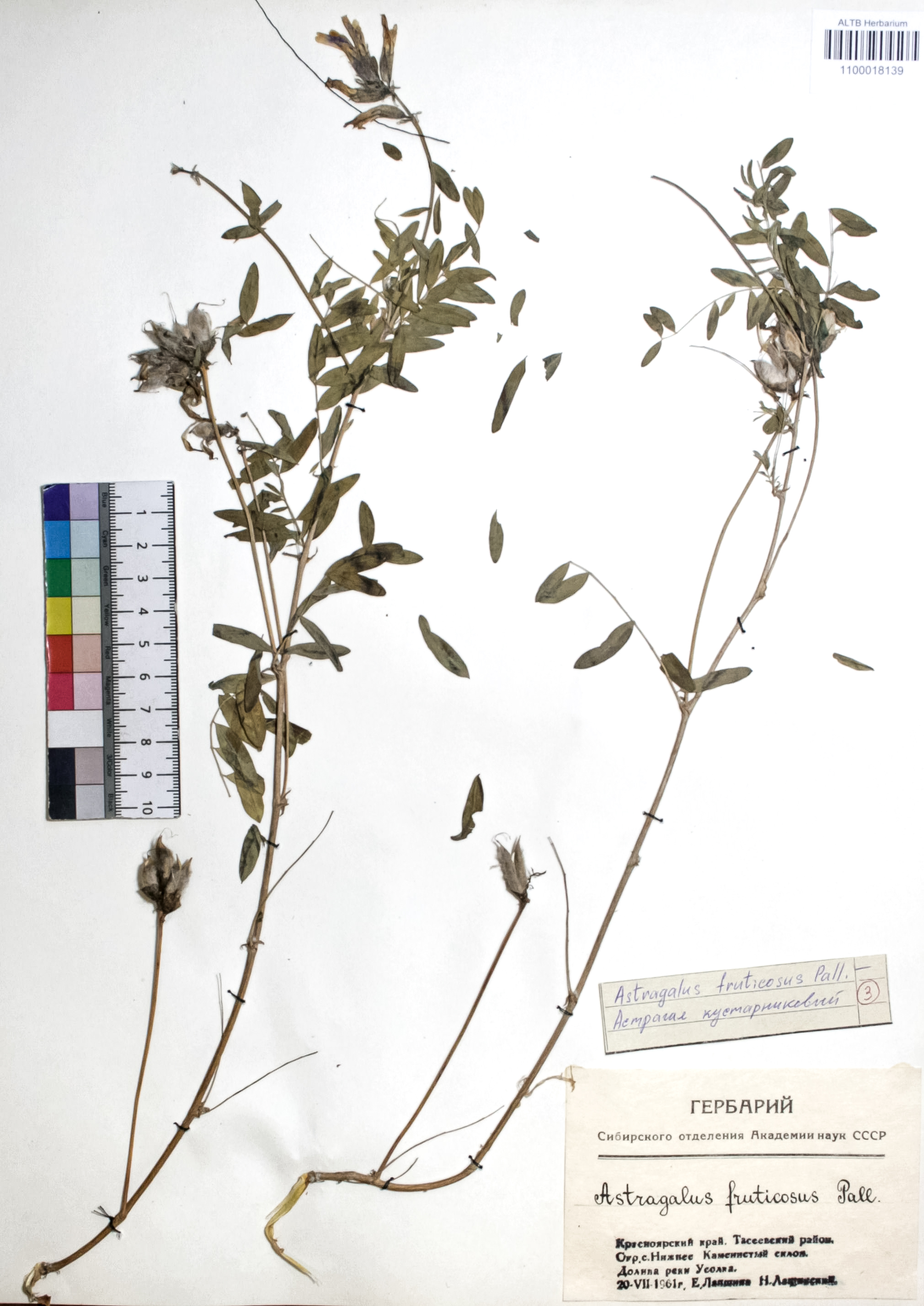 Astragalus fruticosus Pall.