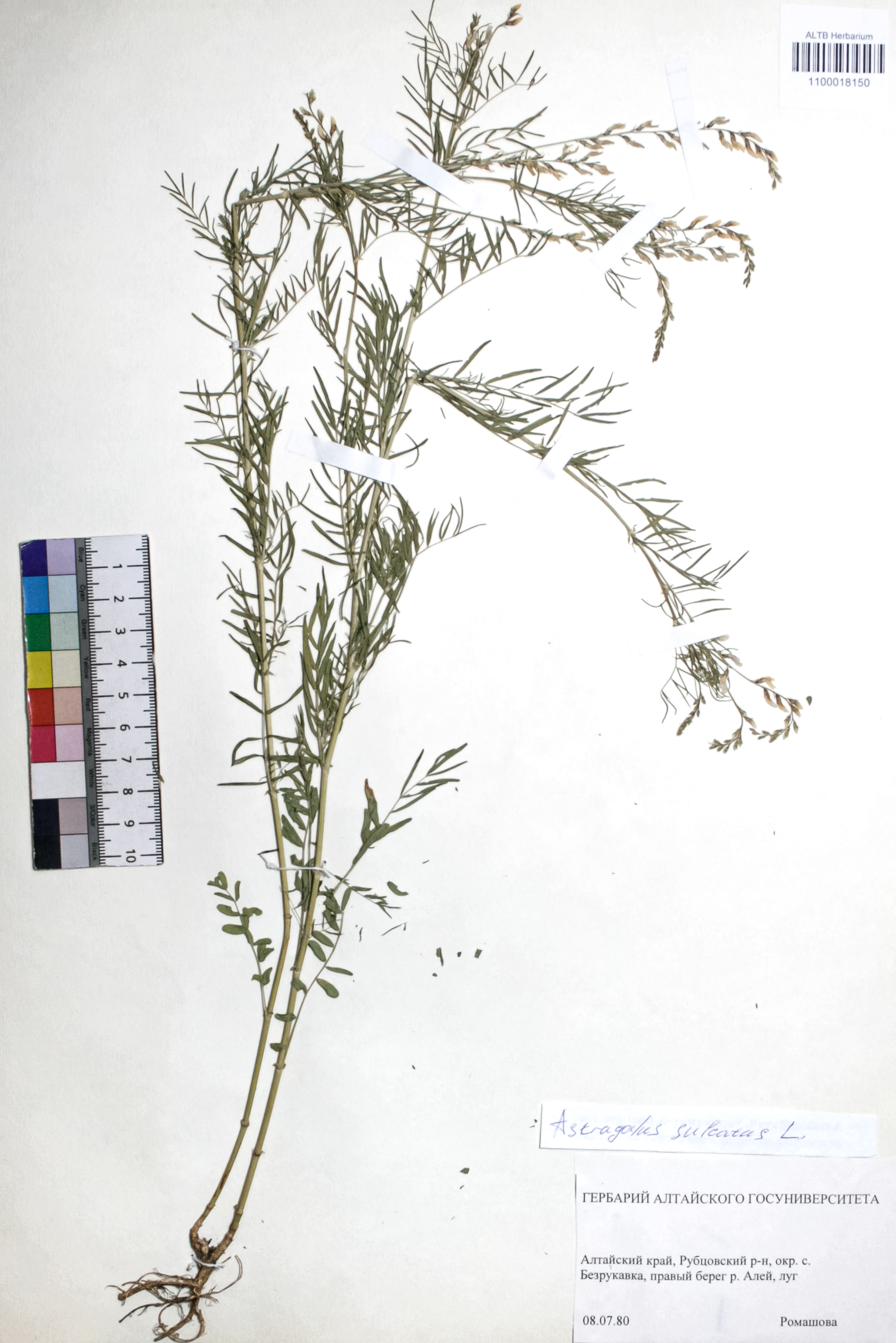 Astragalus sulcatus L.