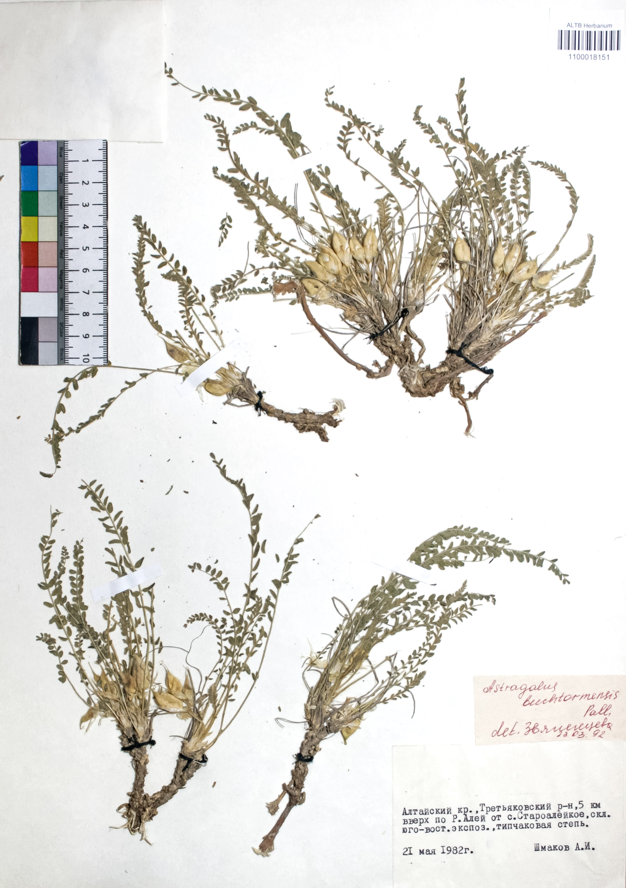 Astragalus buchtormensis Pall.