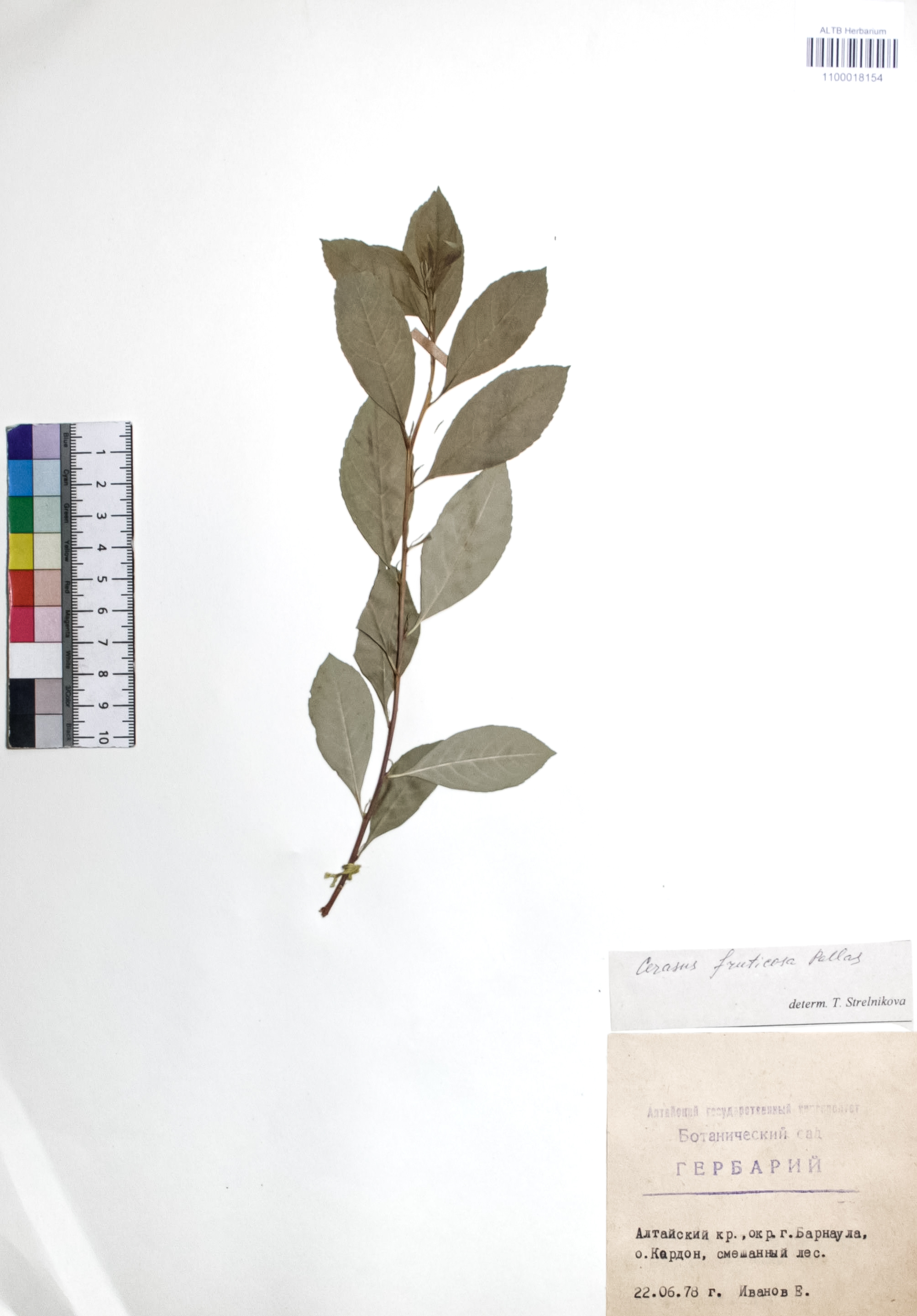 Cerasus fruticosa Pall.