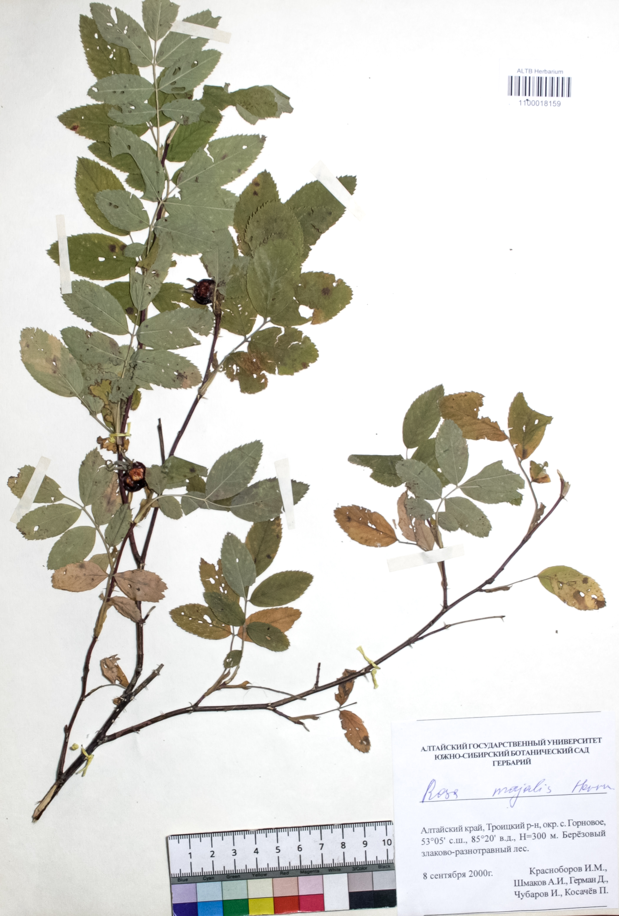 Rosa majalis Herrm.