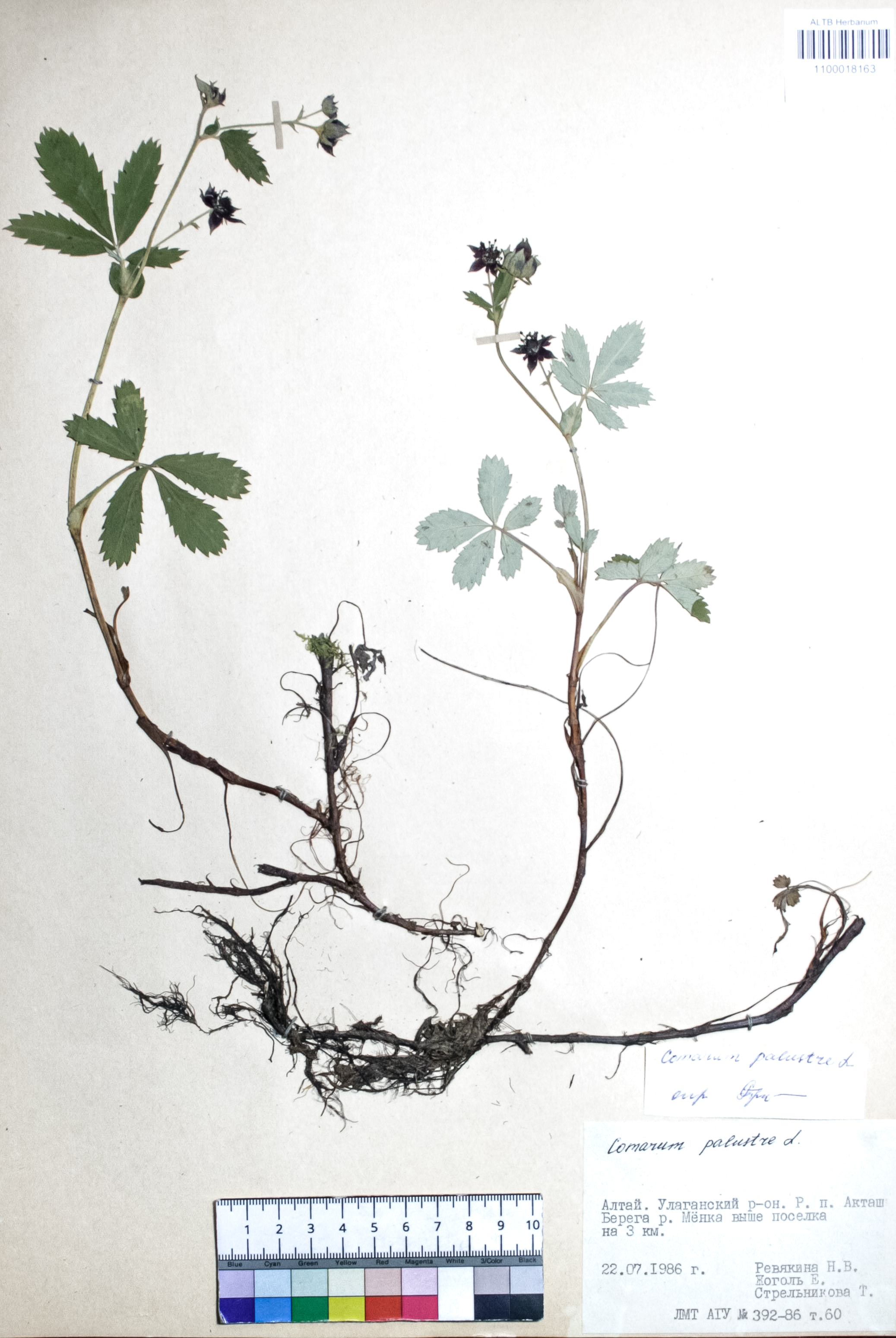 Comarum palustre L.