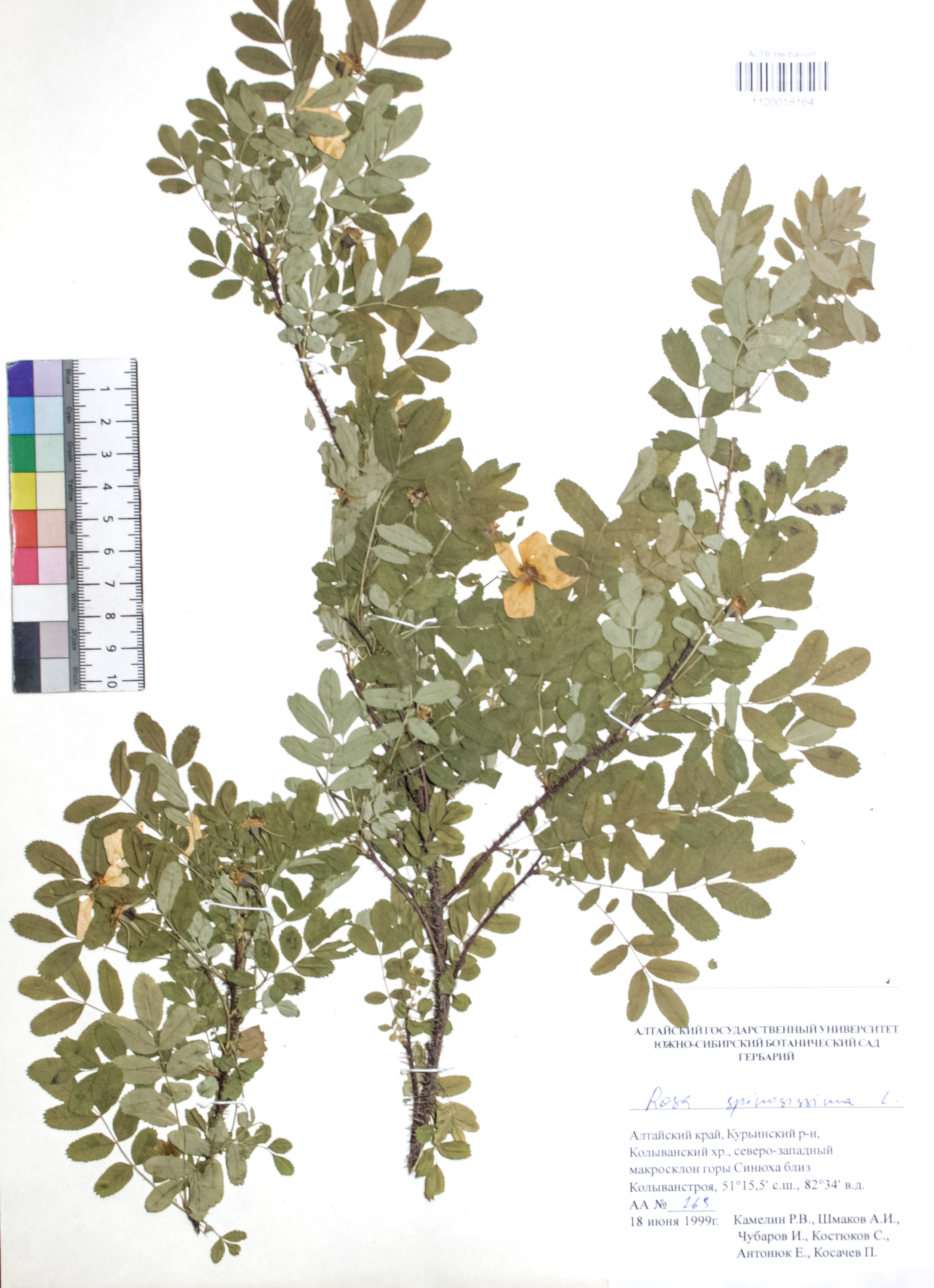 Rosa spinosissima L.