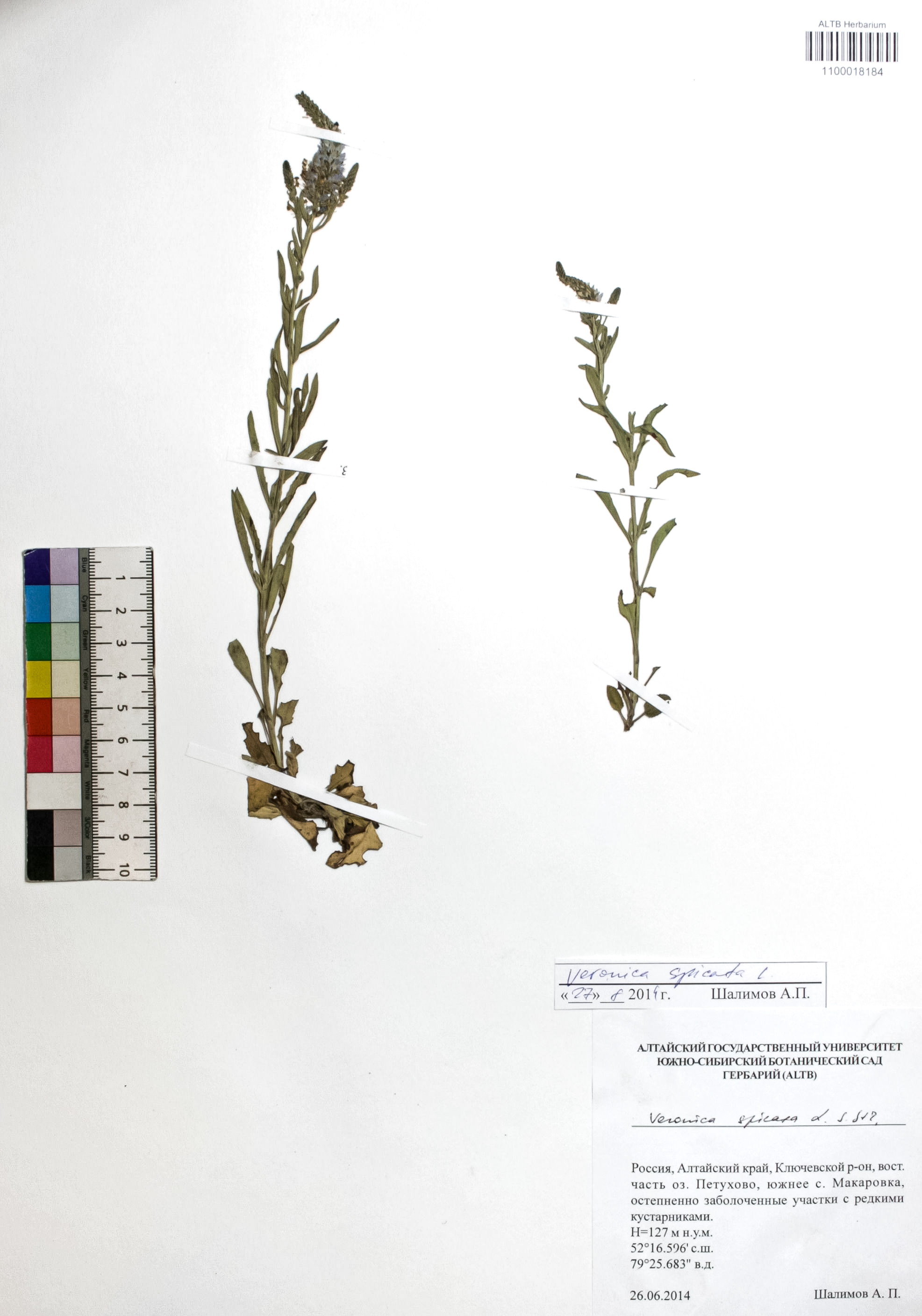 Veronica spicata L.