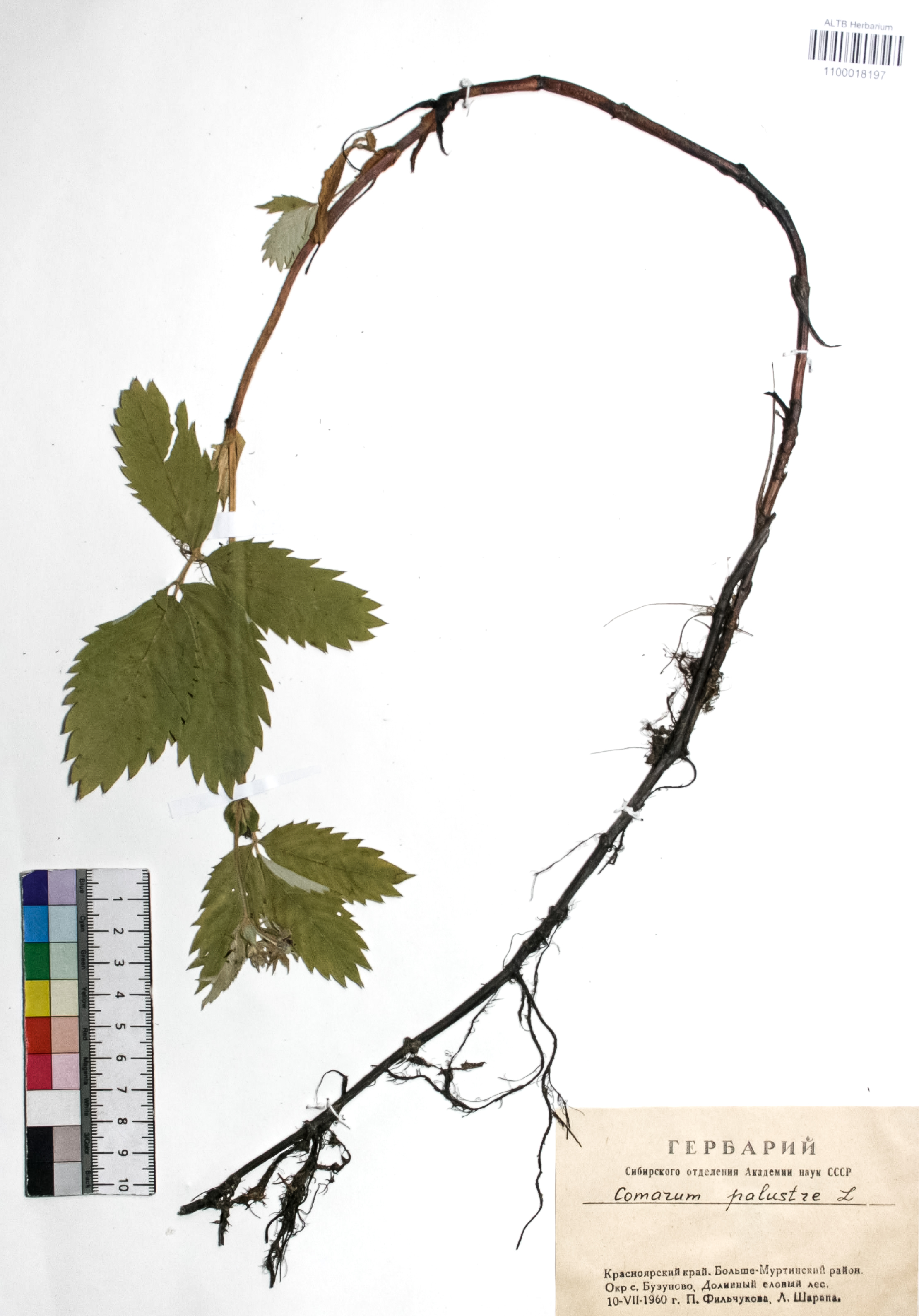 Comarum palustre L.