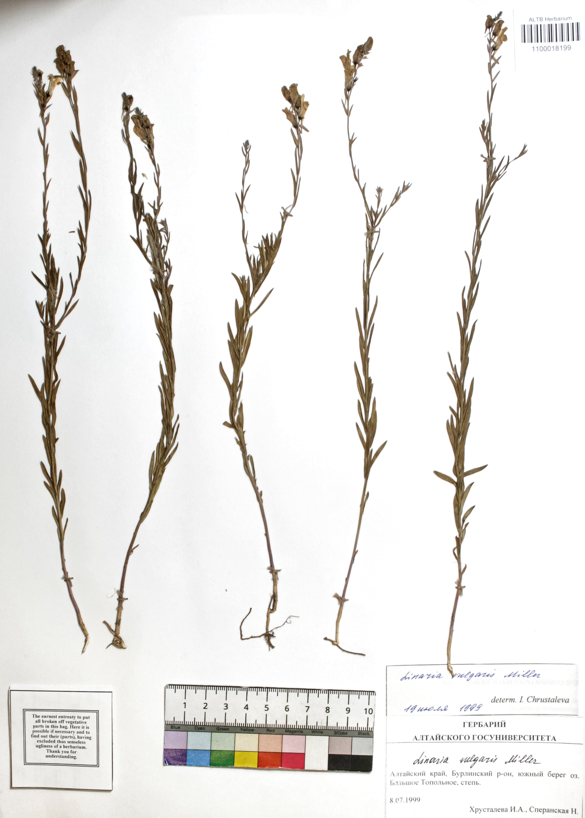 Linaria vulgaris Mill.