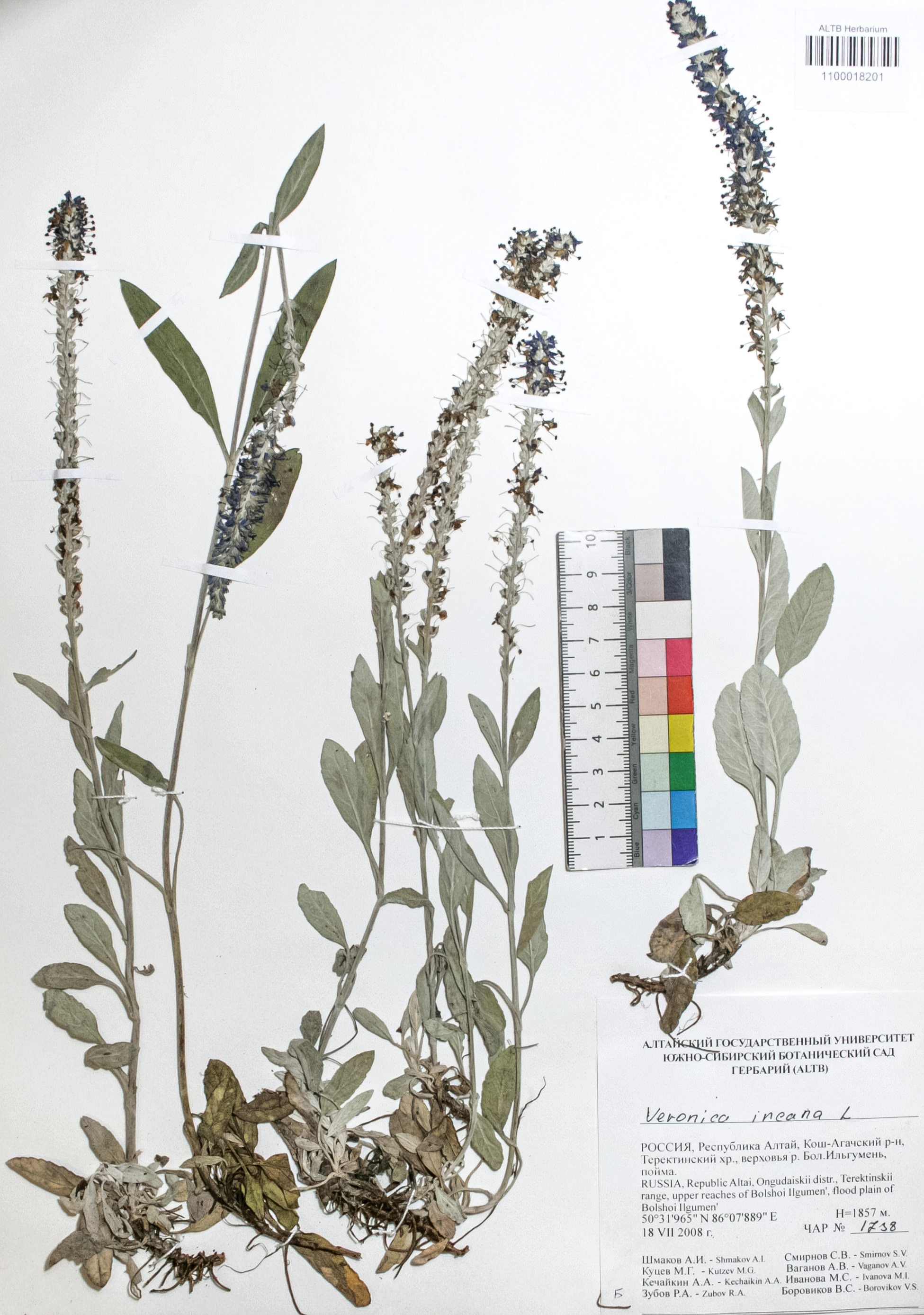 Veronica incana L.